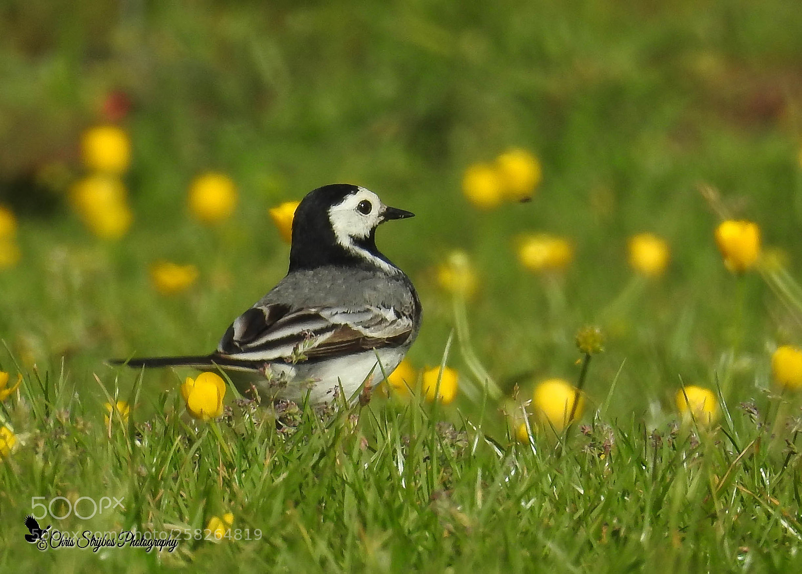 Nikon Coolpix P900 sample photo. White wagtail (witte kwikstaart) photography