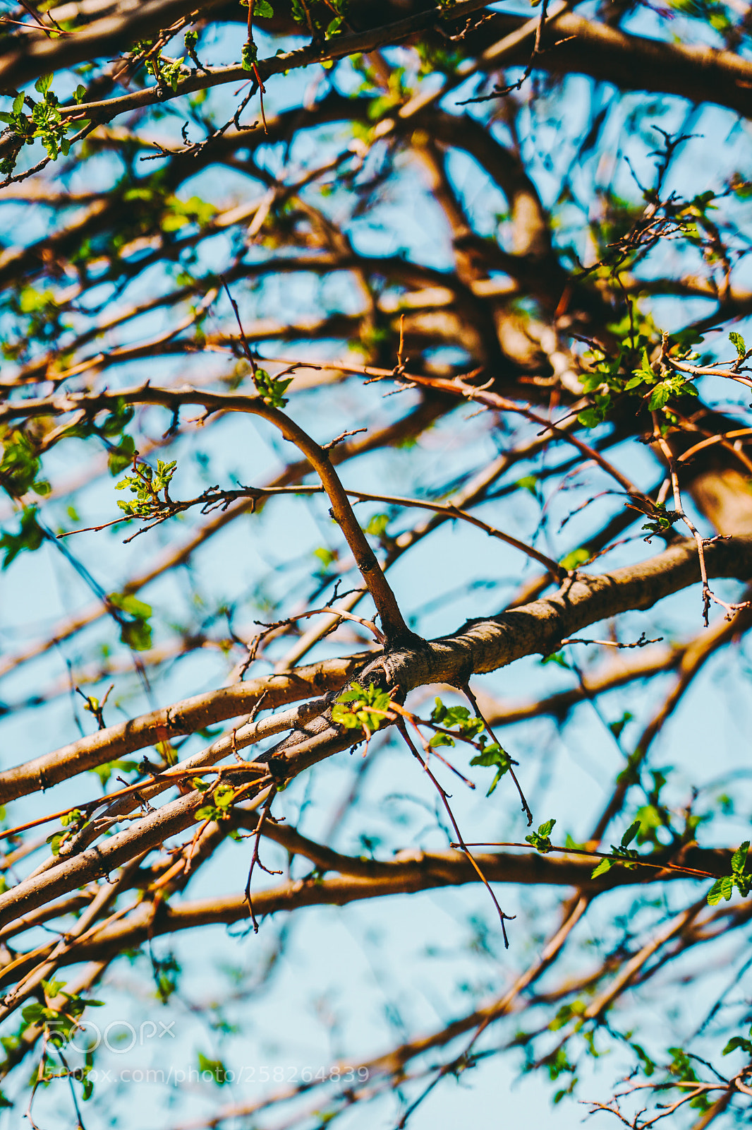 Sony a7 II sample photo. Spring mood photography