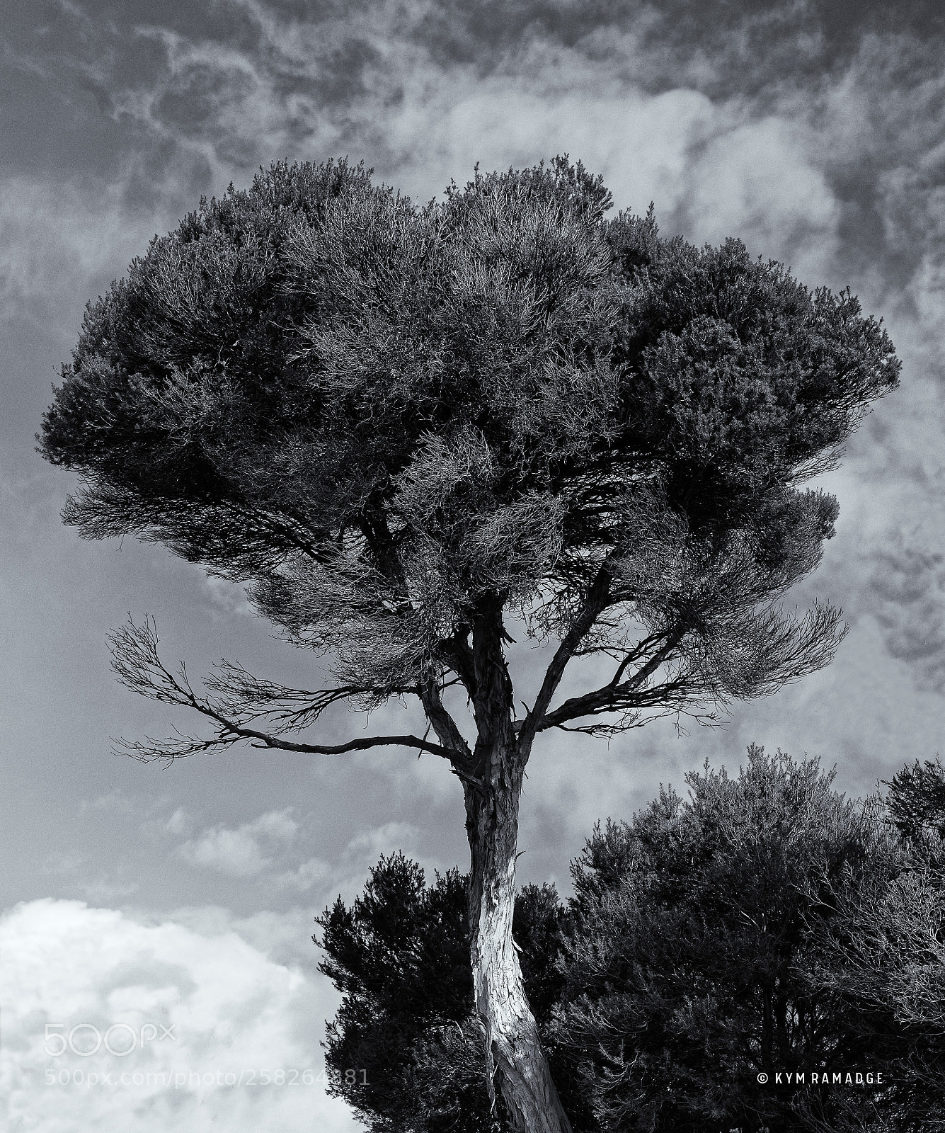 Nikon D750 sample photo. Tree series vii paperbark photography