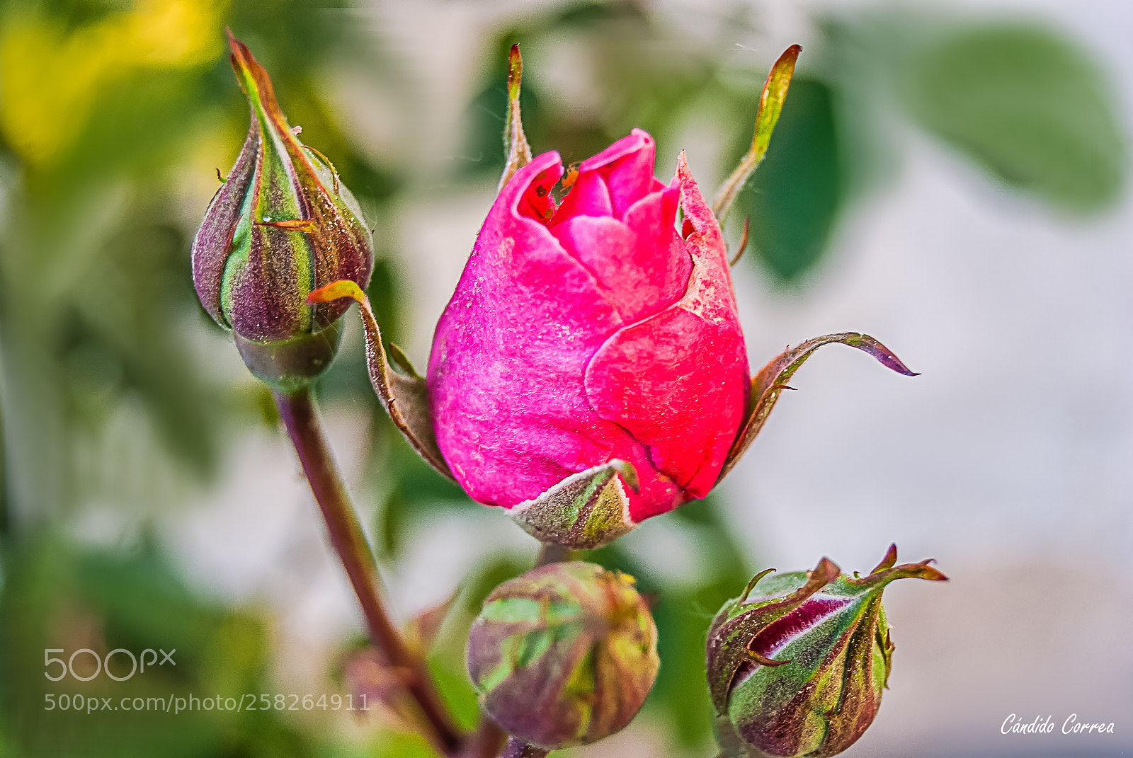 Nikon D3000 sample photo. D a das letras photography