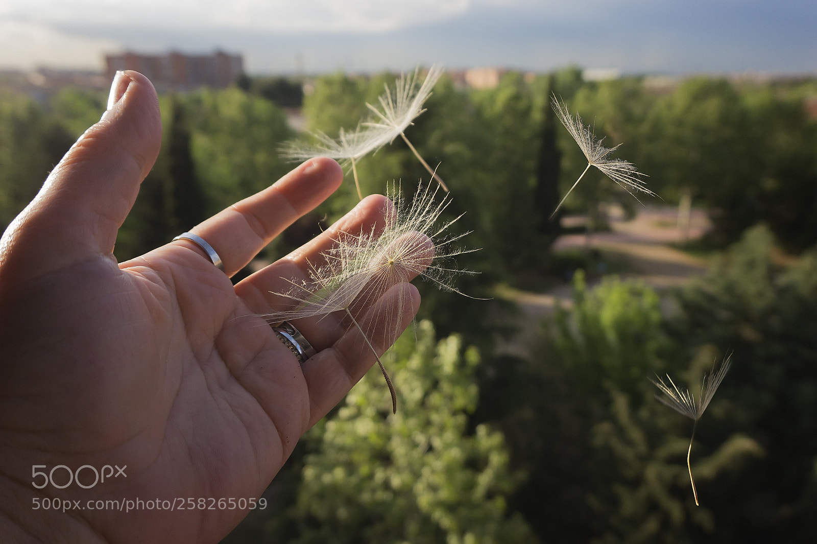 Sony Alpha a5000 (ILCE 5000) sample photo. Deseos photography