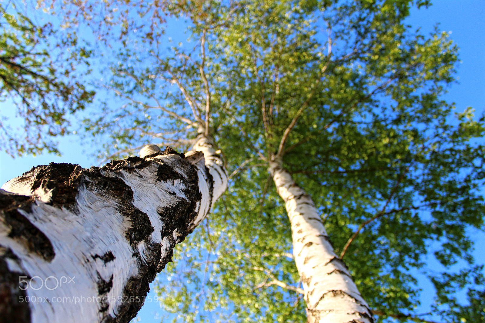 Canon EOS 1300D (EOS Rebel T6 / EOS Kiss X80) sample photo. Trees tops photography