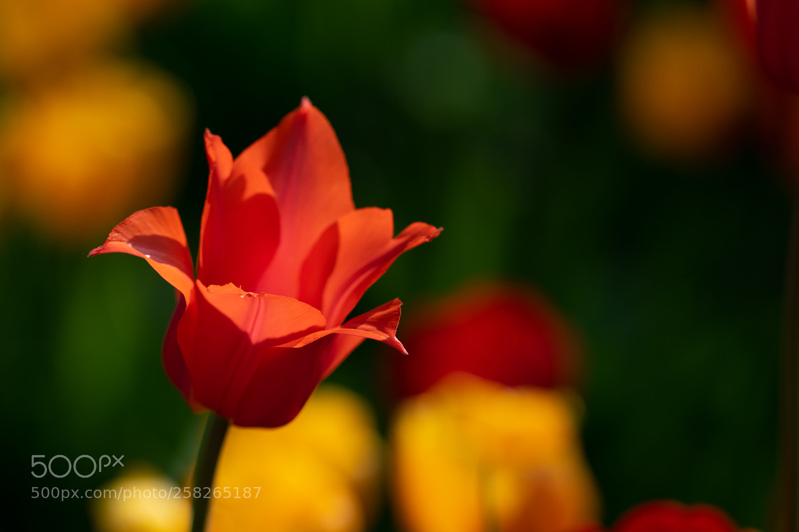 Sony a7 II sample photo. Red tulips with beautiful photography