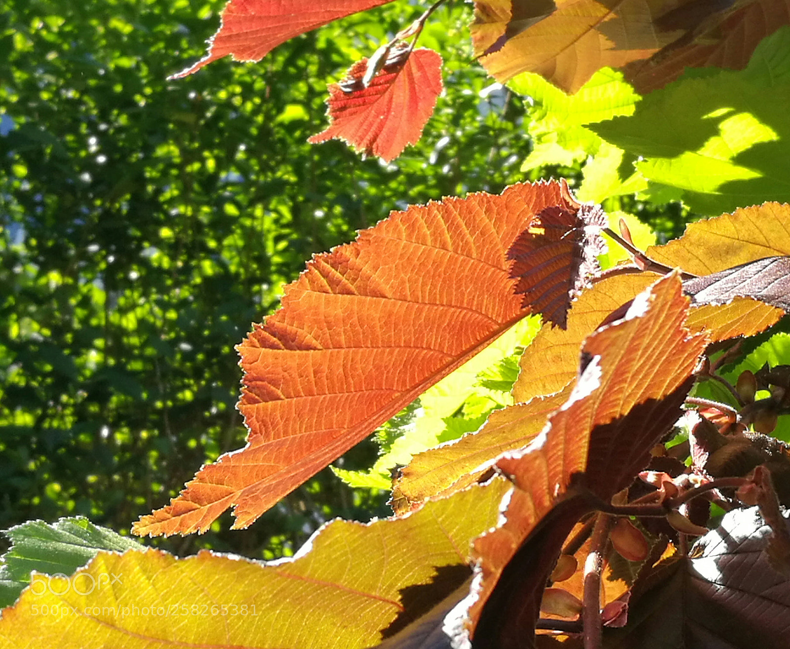 HUAWEI P9 sample photo. Red and green photography