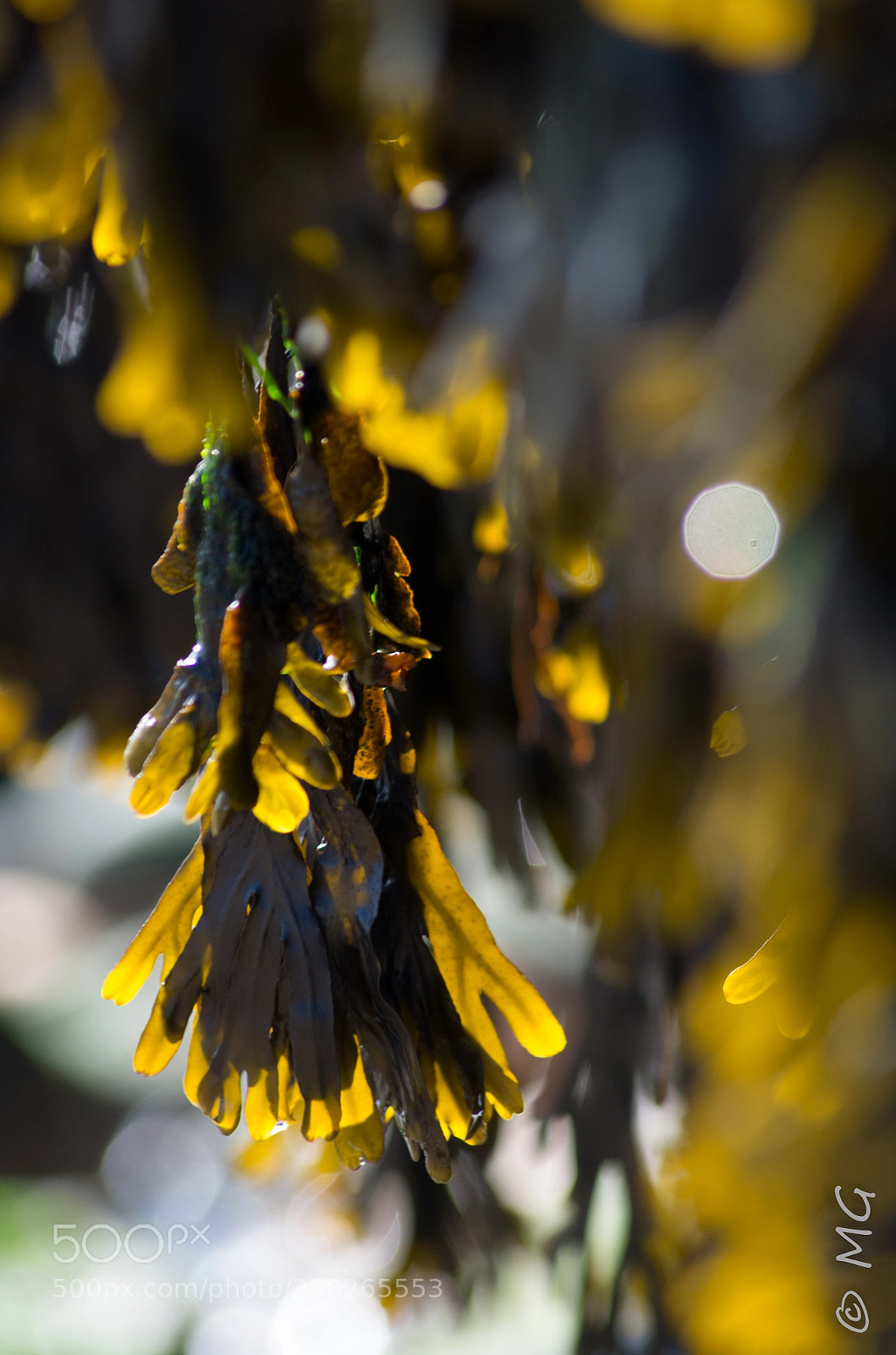 Pentax K-30 sample photo. Seaweed photography