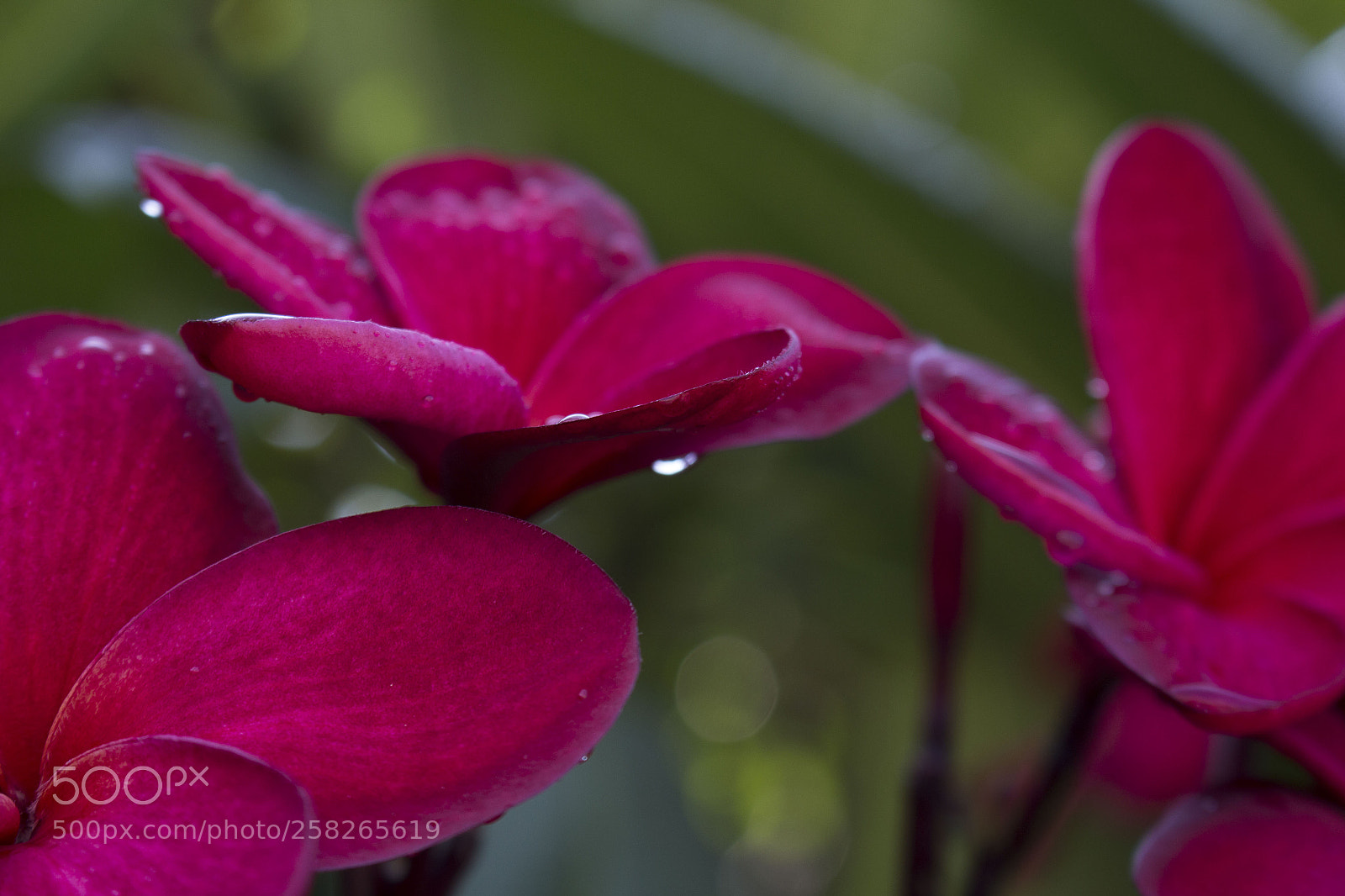 Canon EOS 700D (EOS Rebel T5i / EOS Kiss X7i) sample photo. Deep pink photography