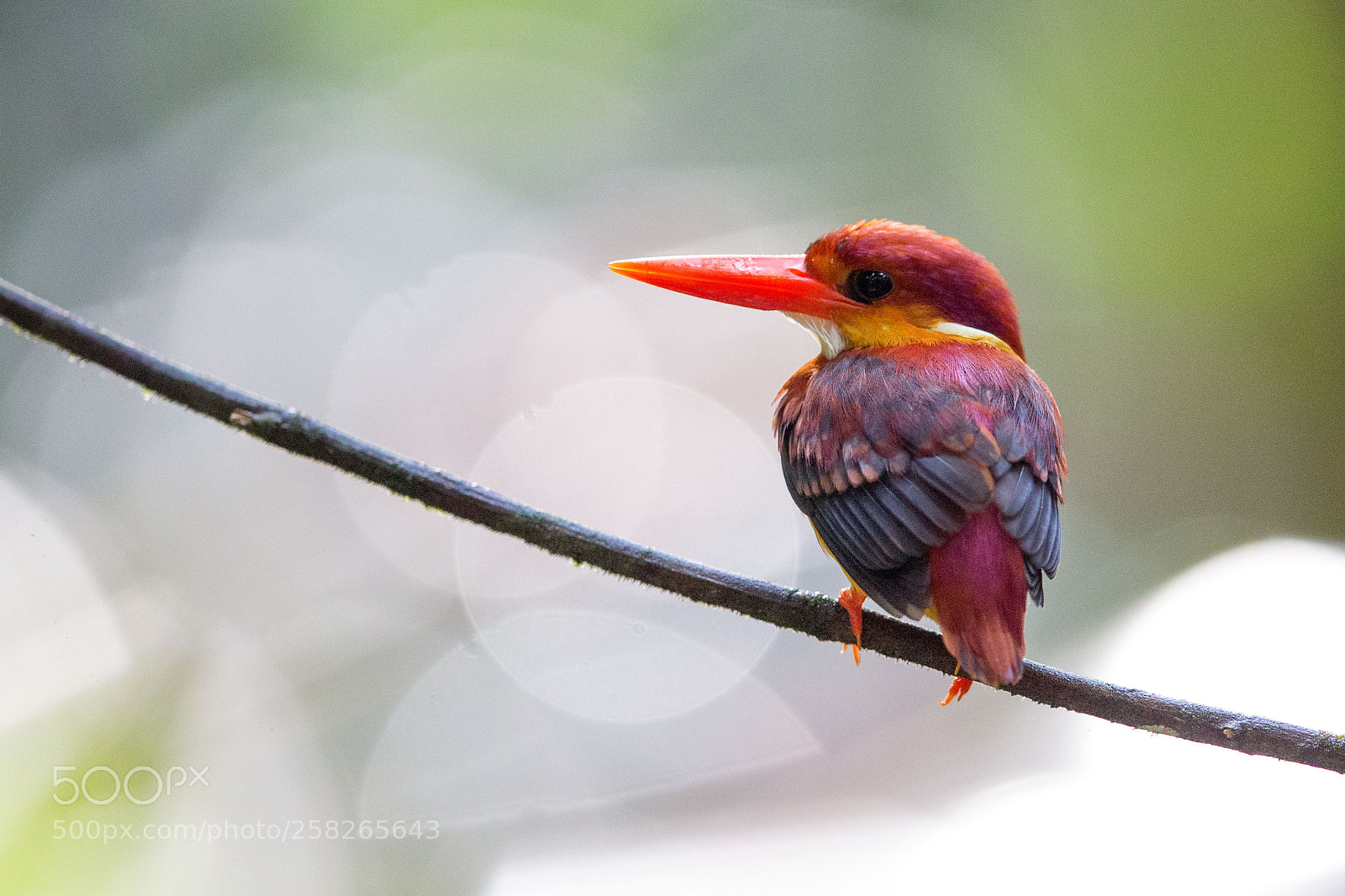 Canon EOS-1D X sample photo. Rufous-backed kingfisher 棕背三趾翠鳥 photography