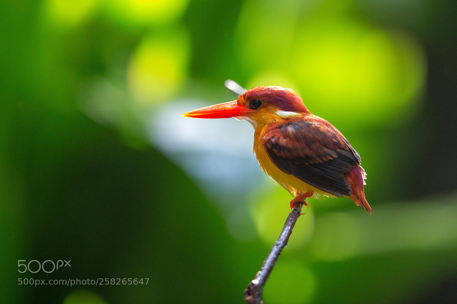 Canon EOS-1D X sample photo. Rufous-backed kingfisher 棕背三趾翠鳥 photography