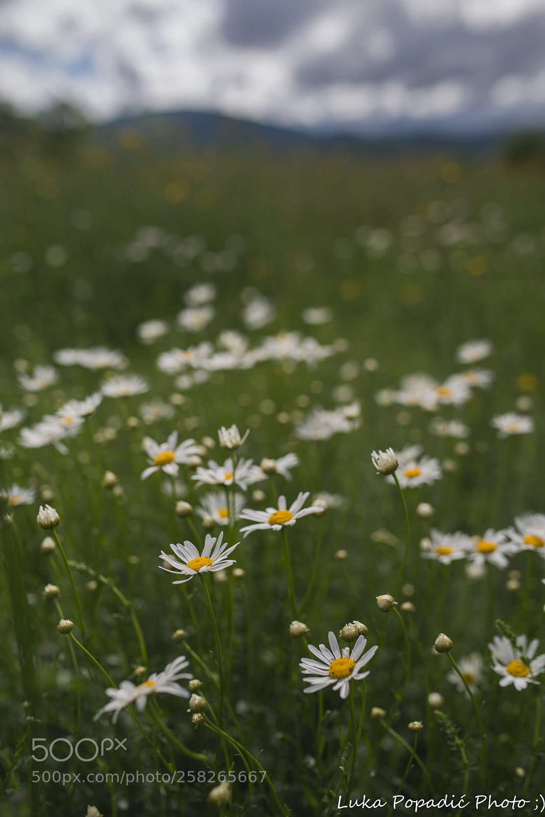 Pentax K-1 sample photo. Spring photography