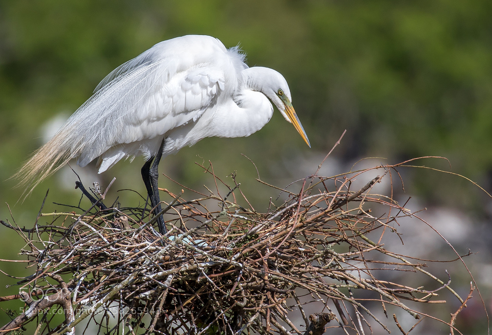 Canon EOS 7D Mark II sample photo. Great egret on the photography