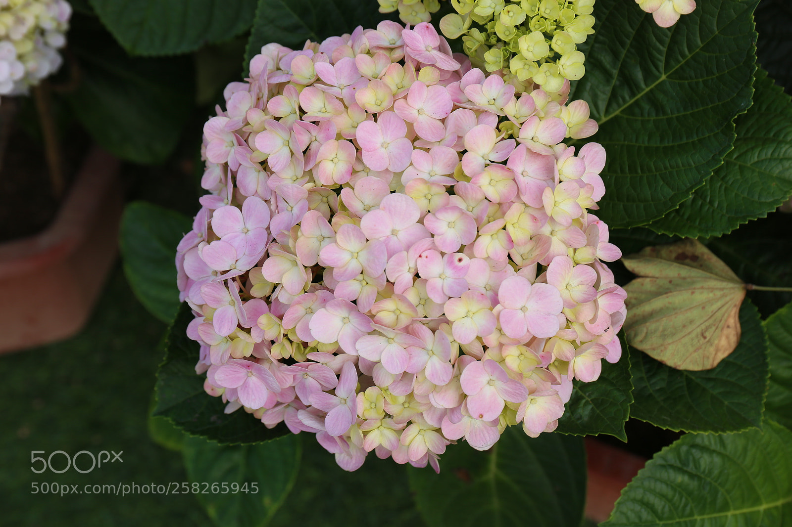 Canon EF 24-70mm F4L IS USM sample photo. C m t c photography