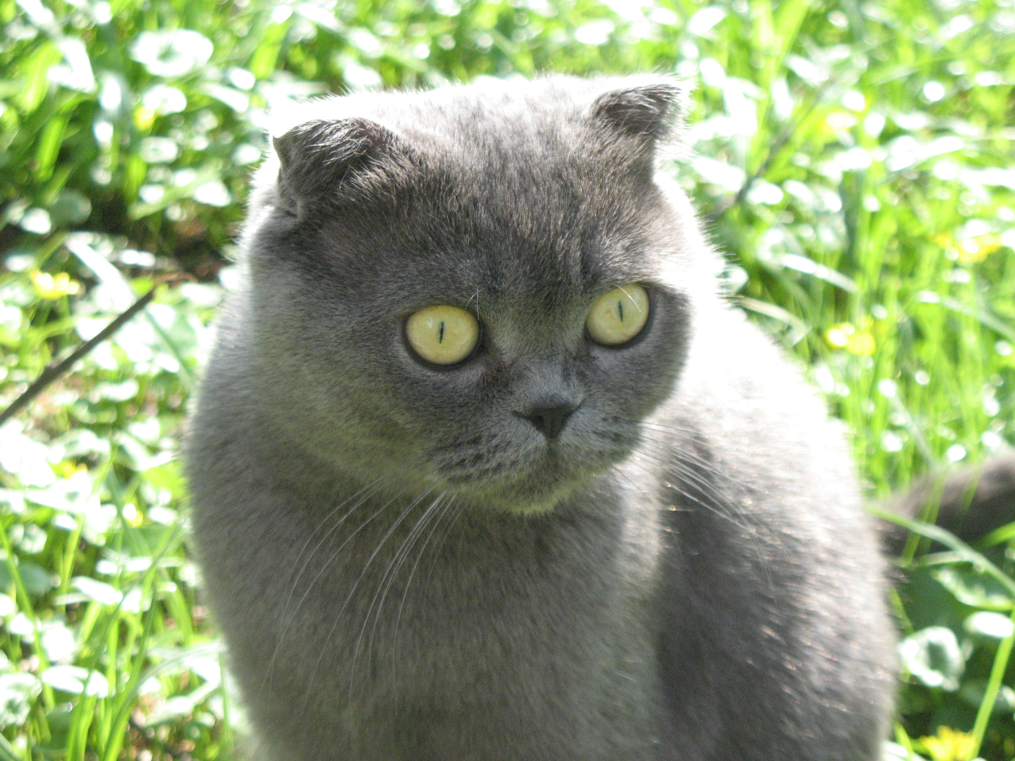 Canon POWERSHOT A630 sample photo. Scottish fold gray cat photography
