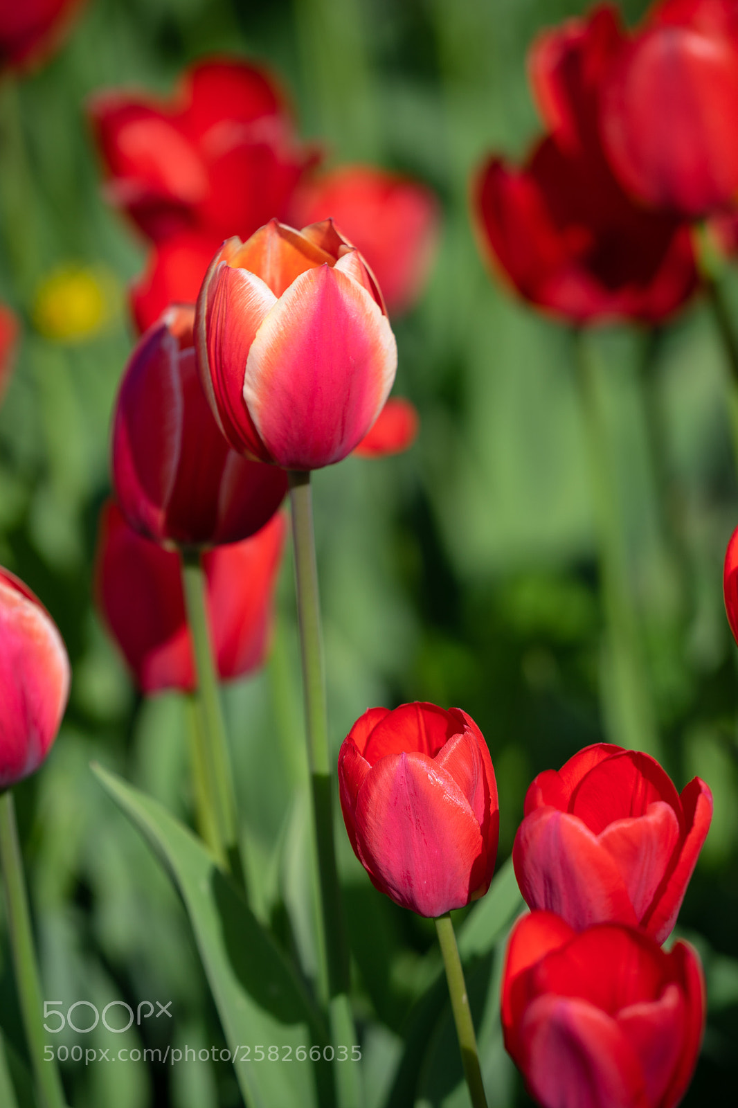 Sony a7 II sample photo. Red tulips with beautiful photography