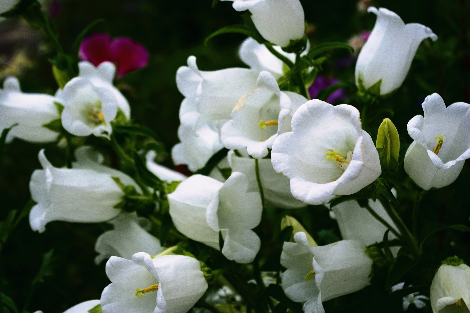 Pentax K200D sample photo. Flower photography