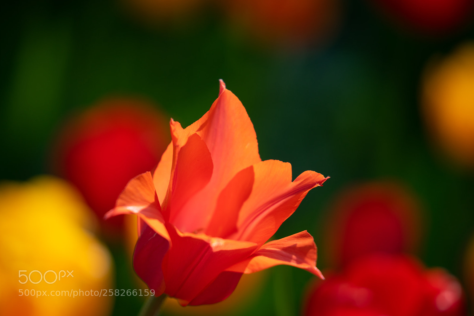 Sony a7 II sample photo. Red tulips with beautiful photography