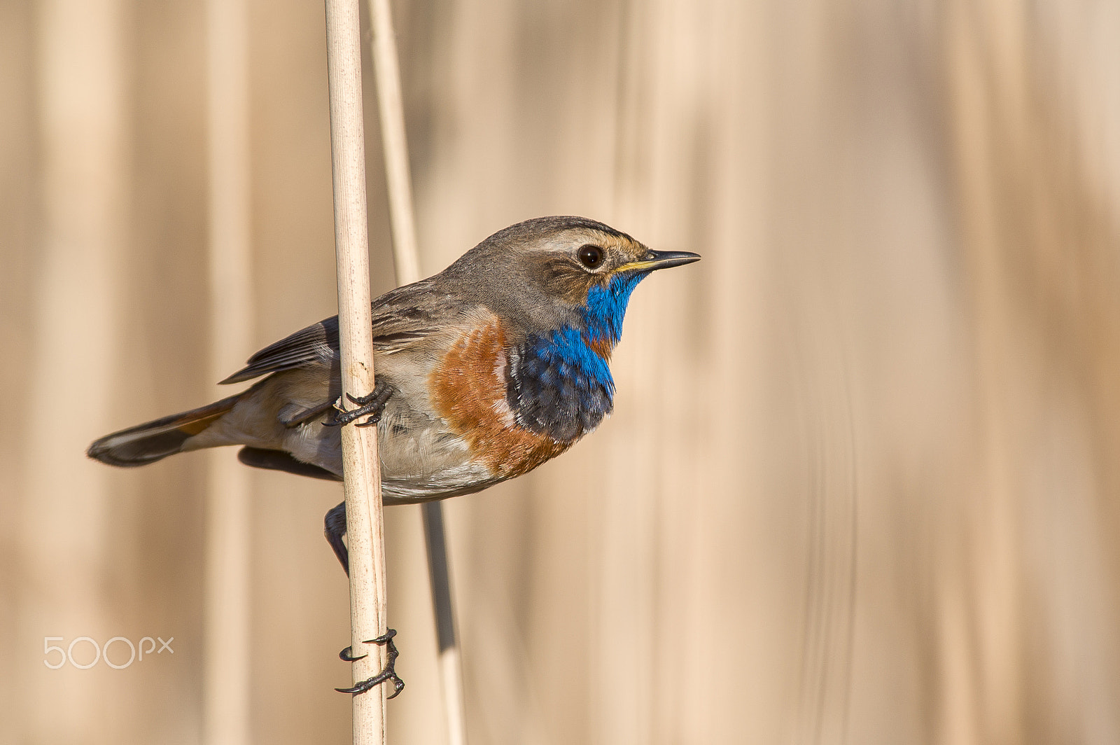 Pentax KP sample photo. Bluethroat photography
