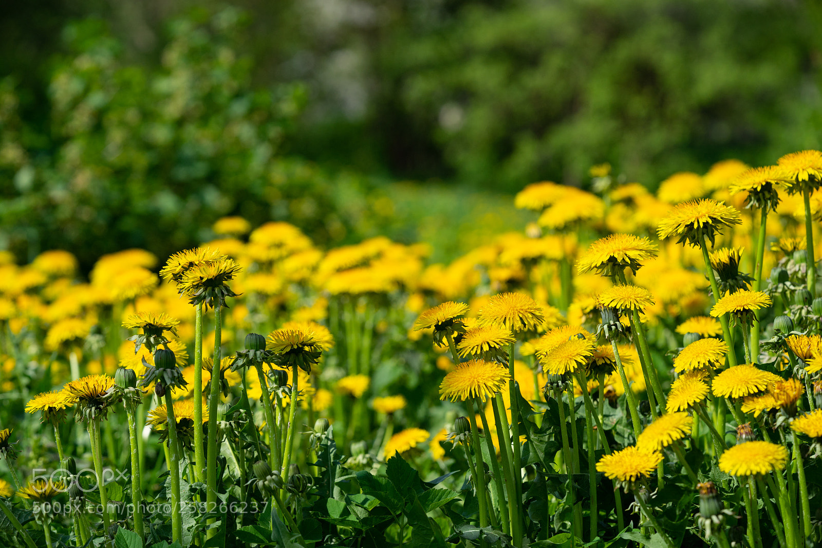 Sony a7 II sample photo. Meadow with dandelions on photography