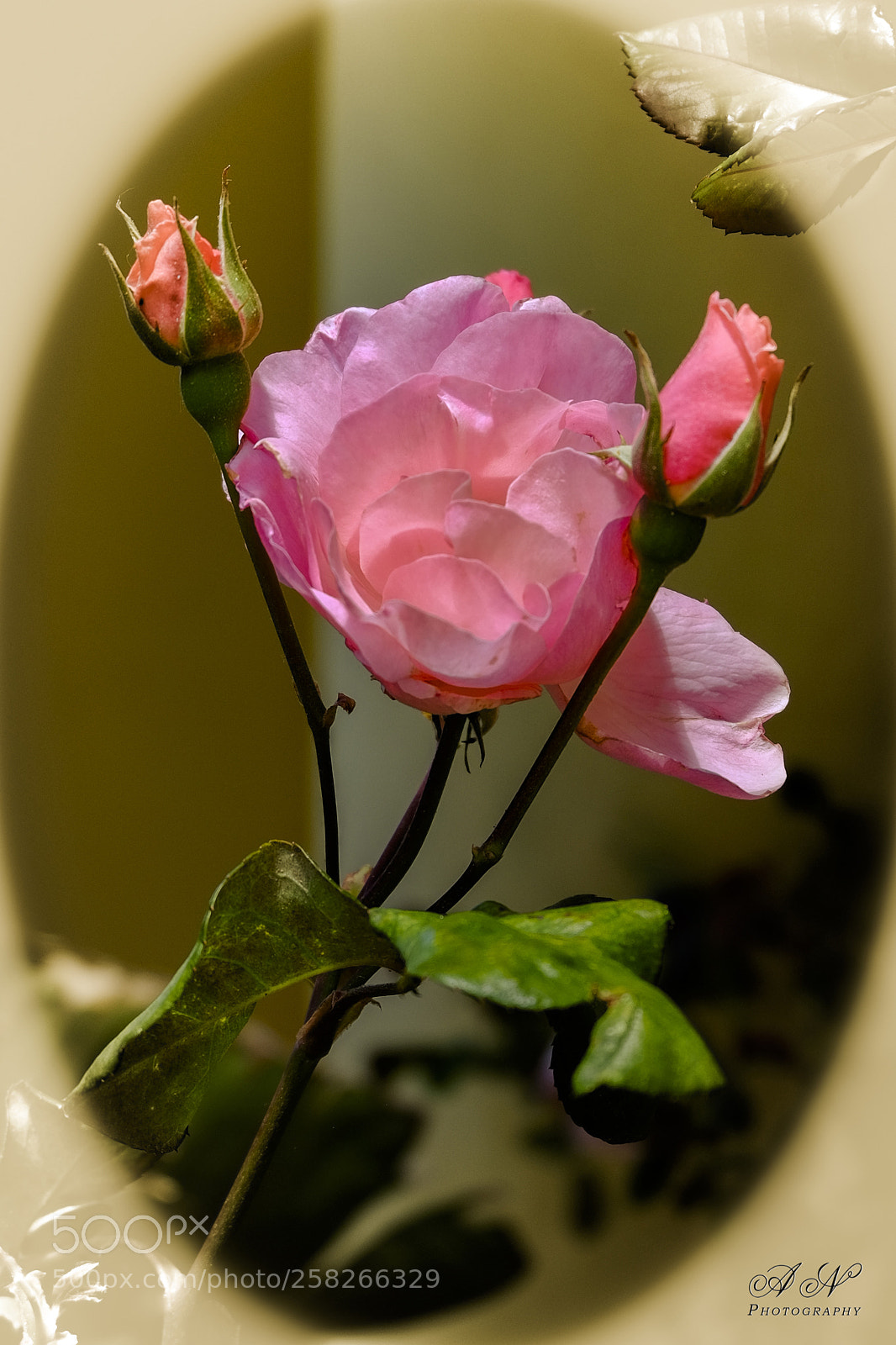 Fujifilm X-T10 sample photo. "rosa rosa" photography
