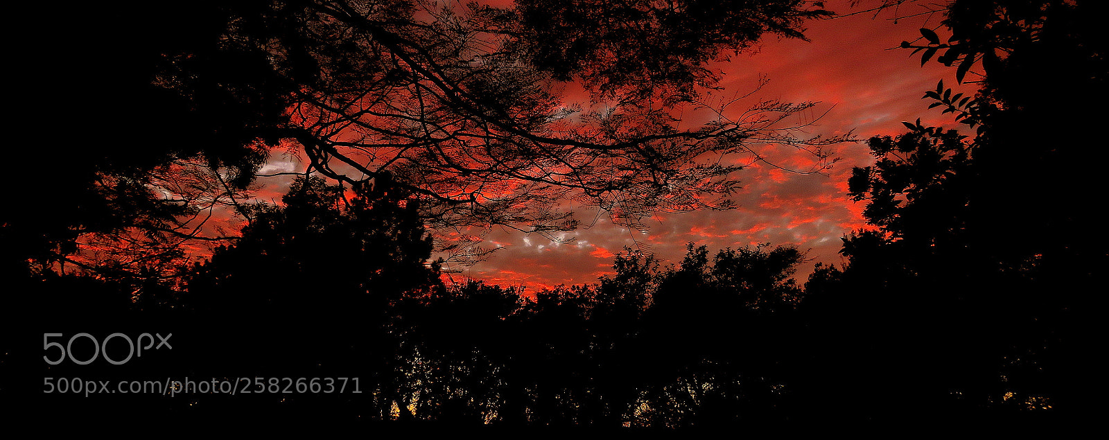 Canon PowerShot SX60 HS sample photo. Colors in the morning .... photography