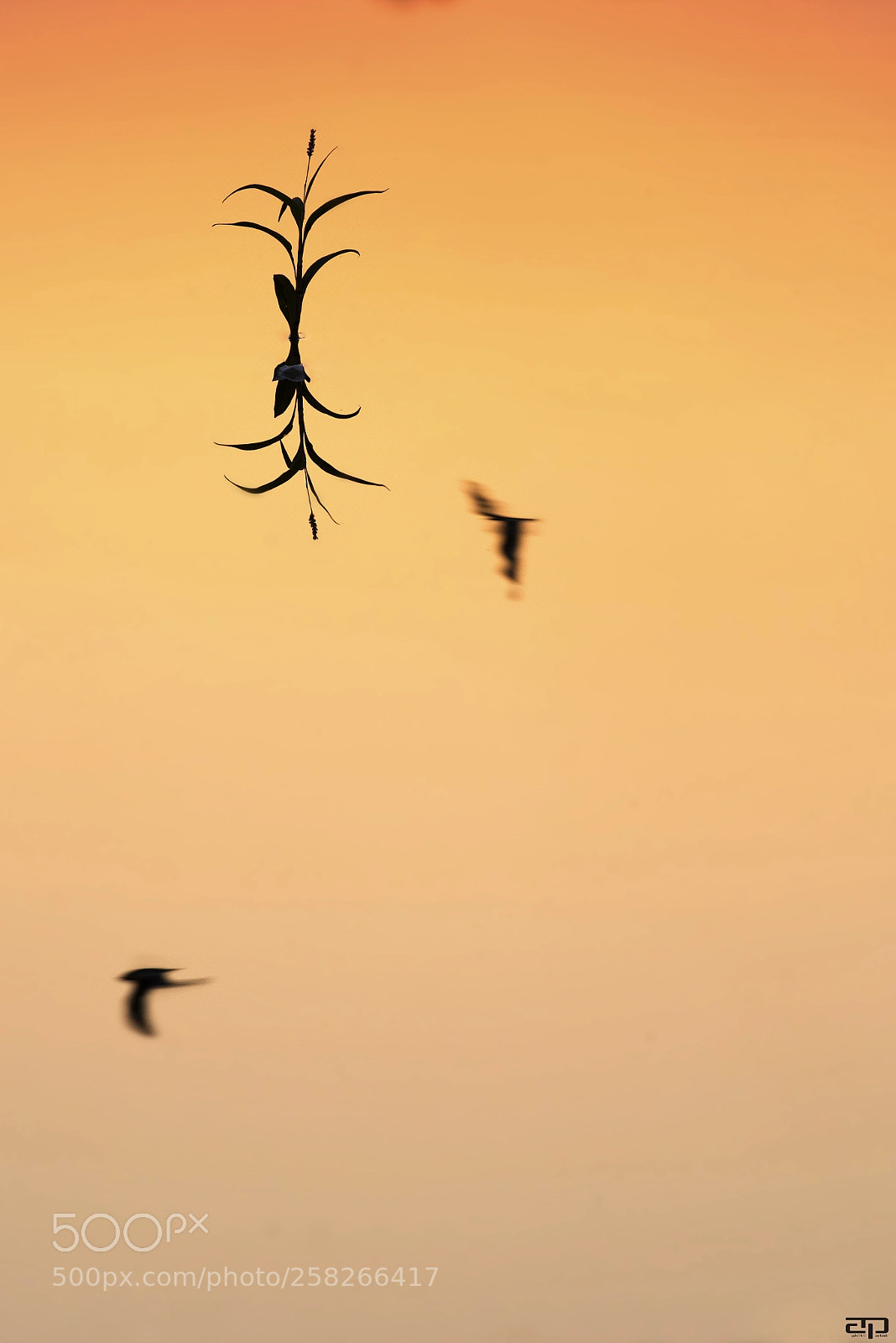 Nikon D810 sample photo. Evening's chirps photography