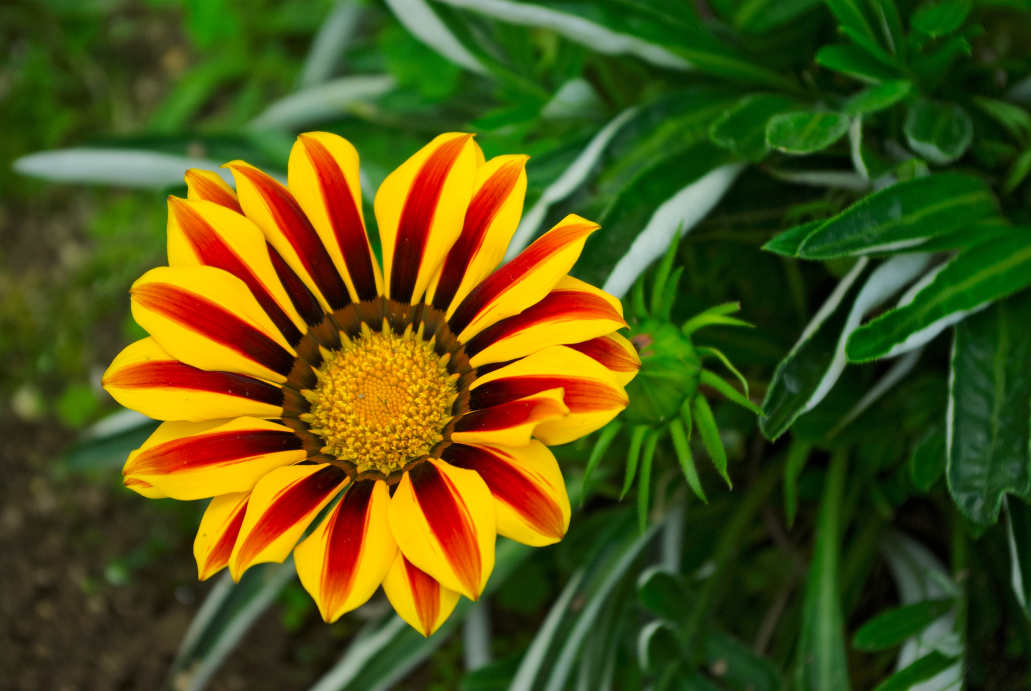 Pentax K200D sample photo. Flower photography