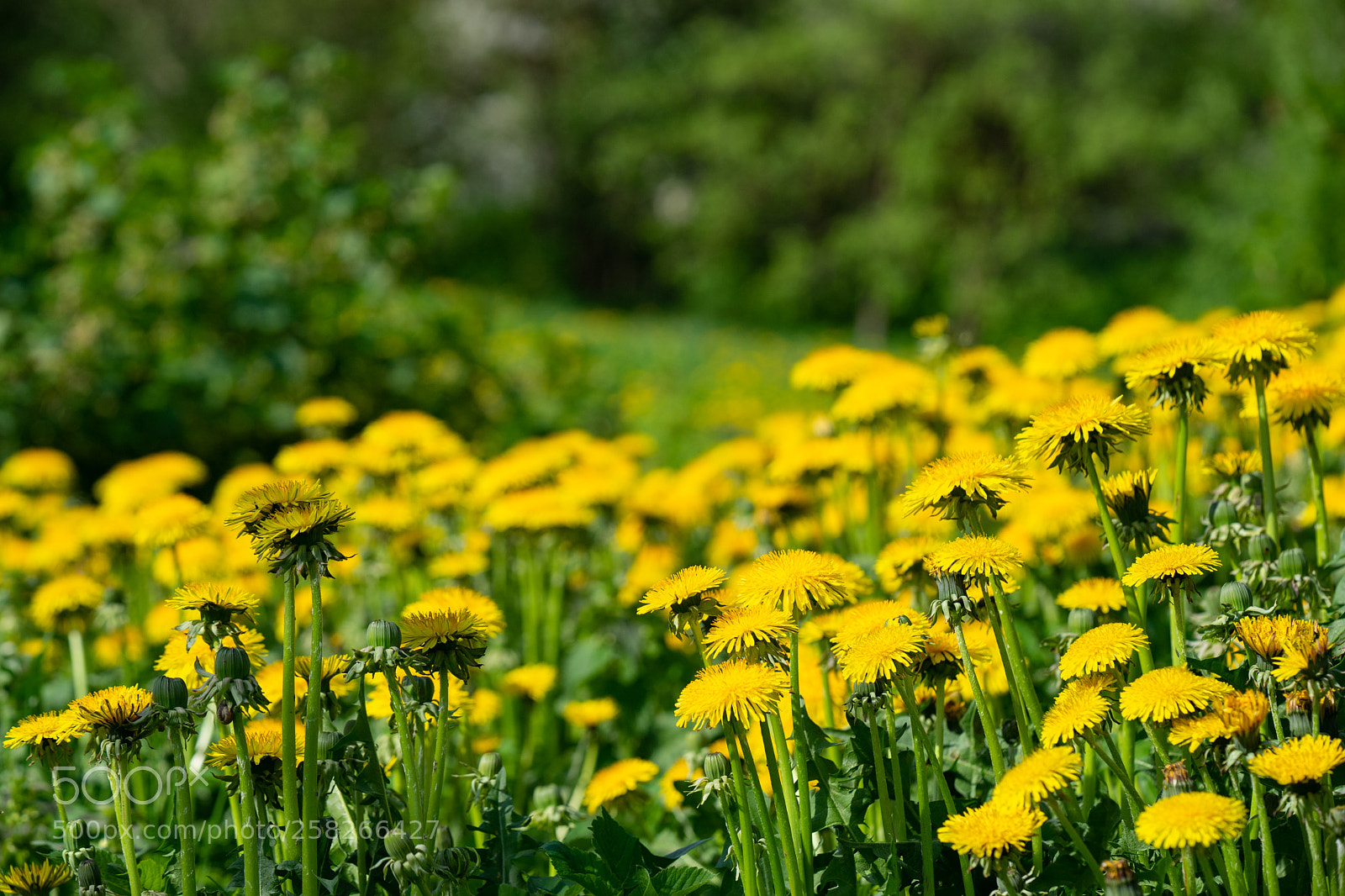 Sony a7 II sample photo. Meadow with dandelions on photography
