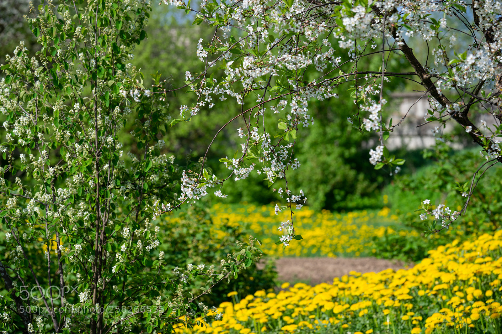 Sony a7 II sample photo. Cherry blossoms over blurred photography