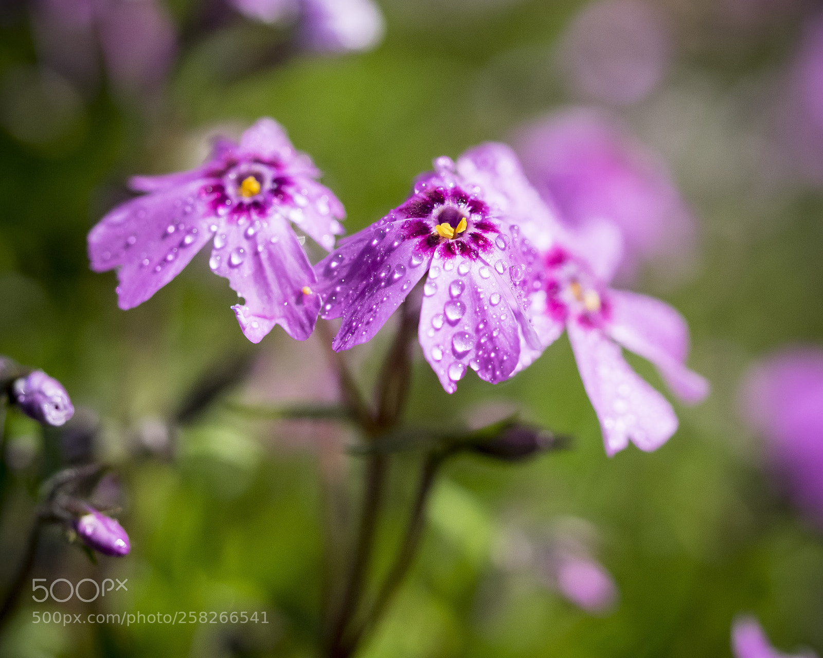 Olympus OM-D E-M1 sample photo. Sun seekers photography