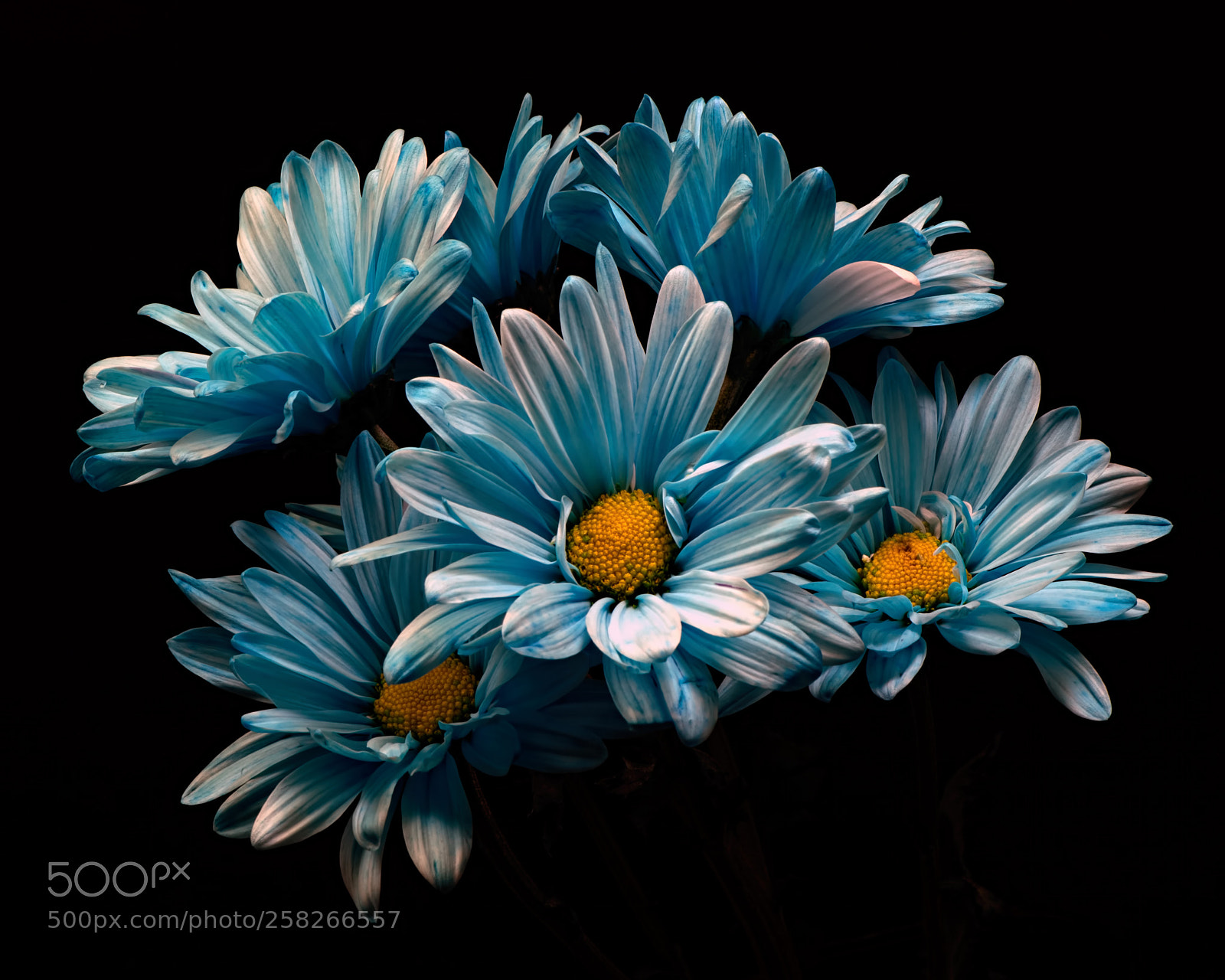 Nikon D810 sample photo. Cluster of blue daisies 0829 photography