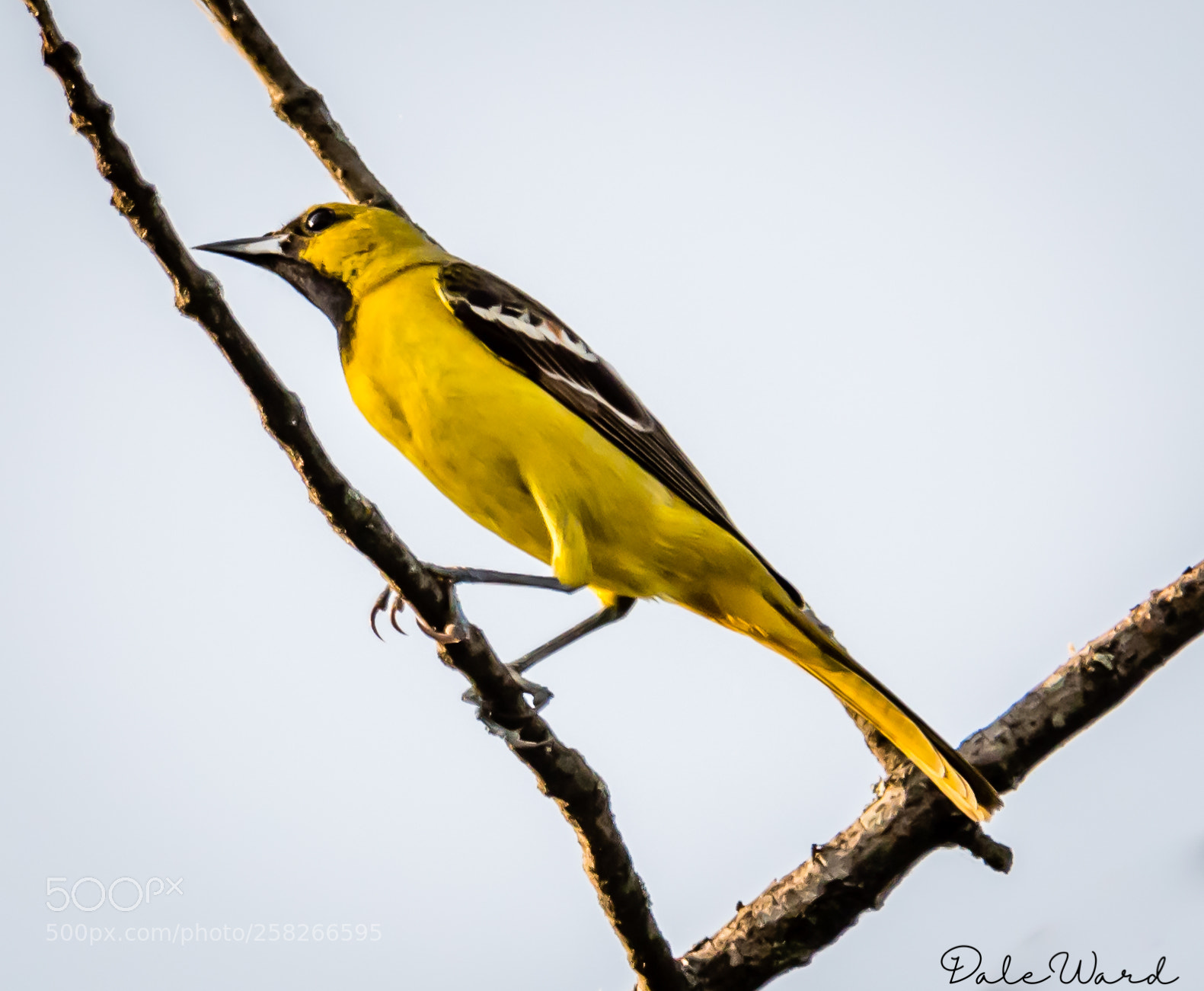 Nikon D500 sample photo. Orchard oriole photography