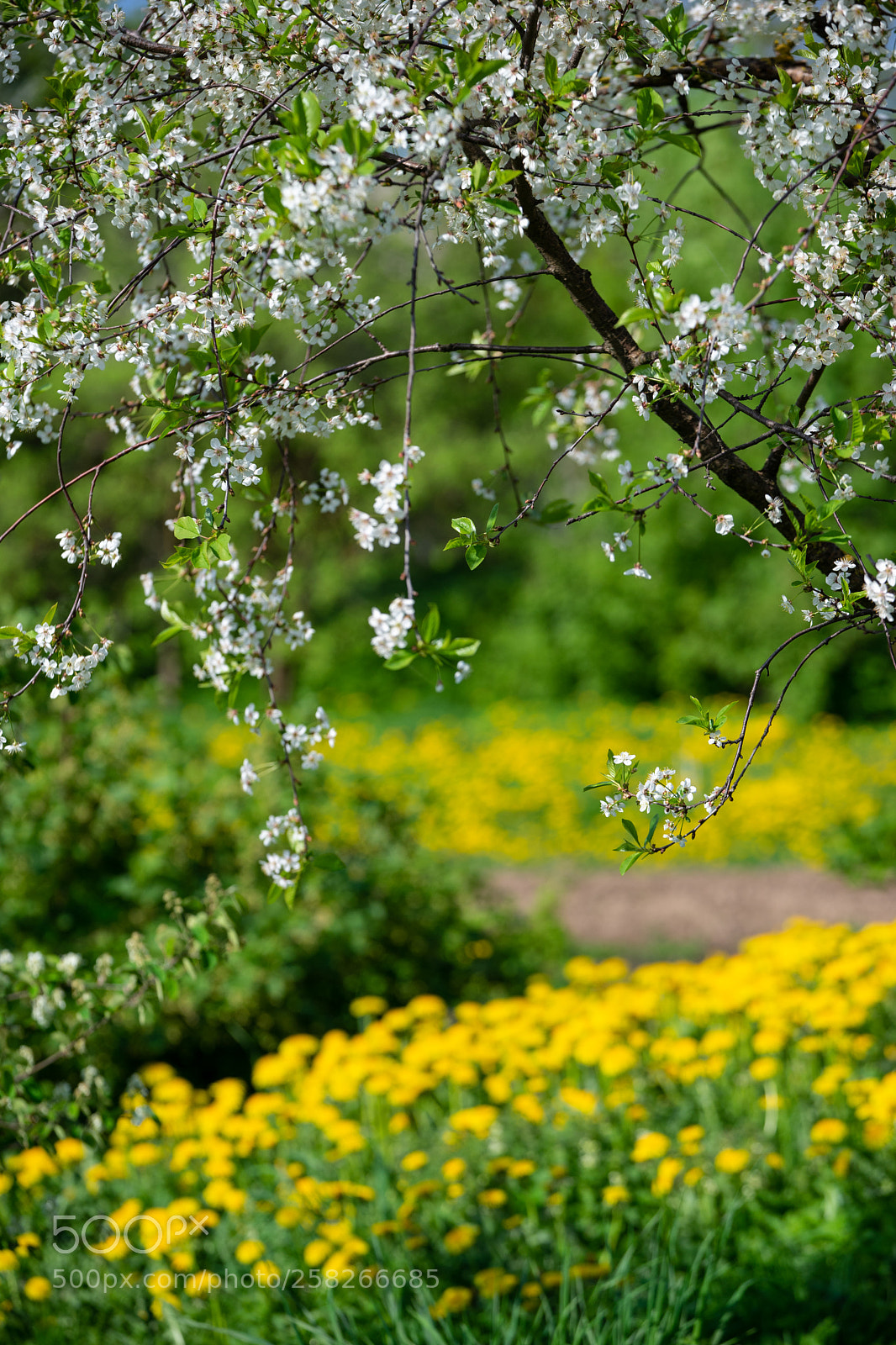 Sony a7 II sample photo. Cherry blossoms over blurred photography