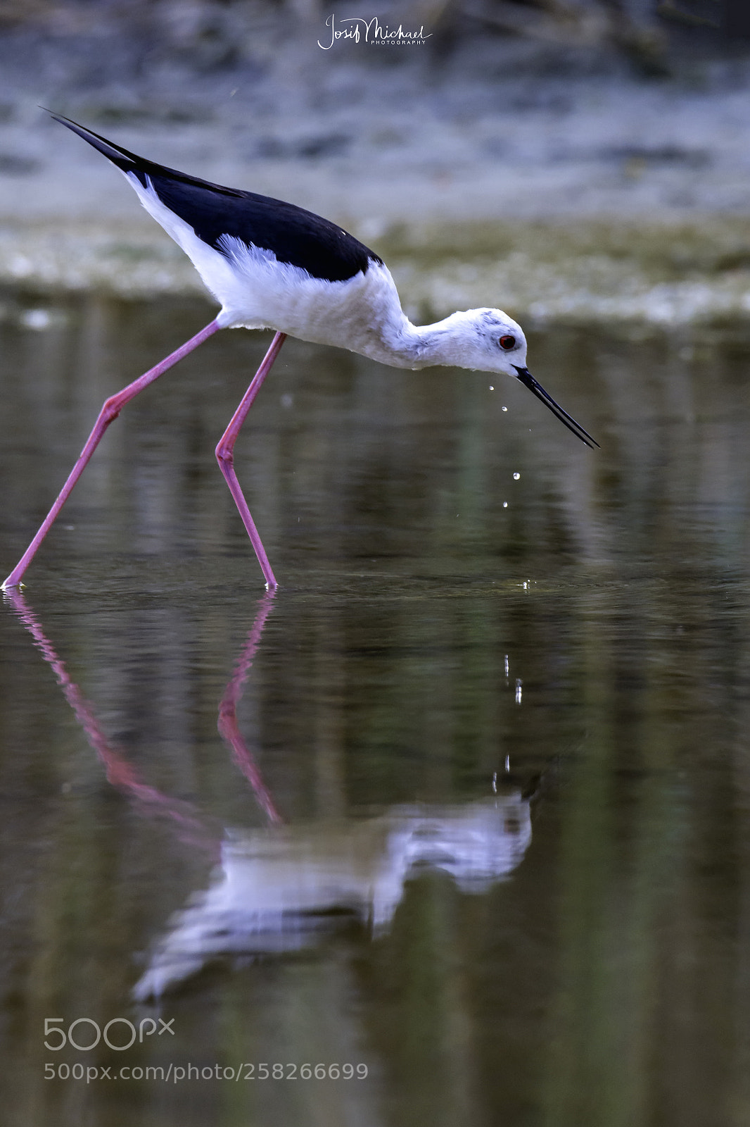 Nikon D7200 sample photo. Black-winged stilt photography