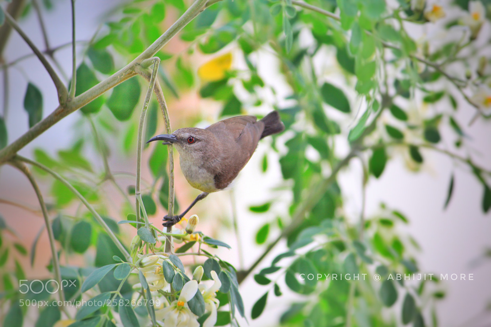 Canon EOS 500D (EOS Rebel T1i / EOS Kiss X3) sample photo. Birdie wants a side photography