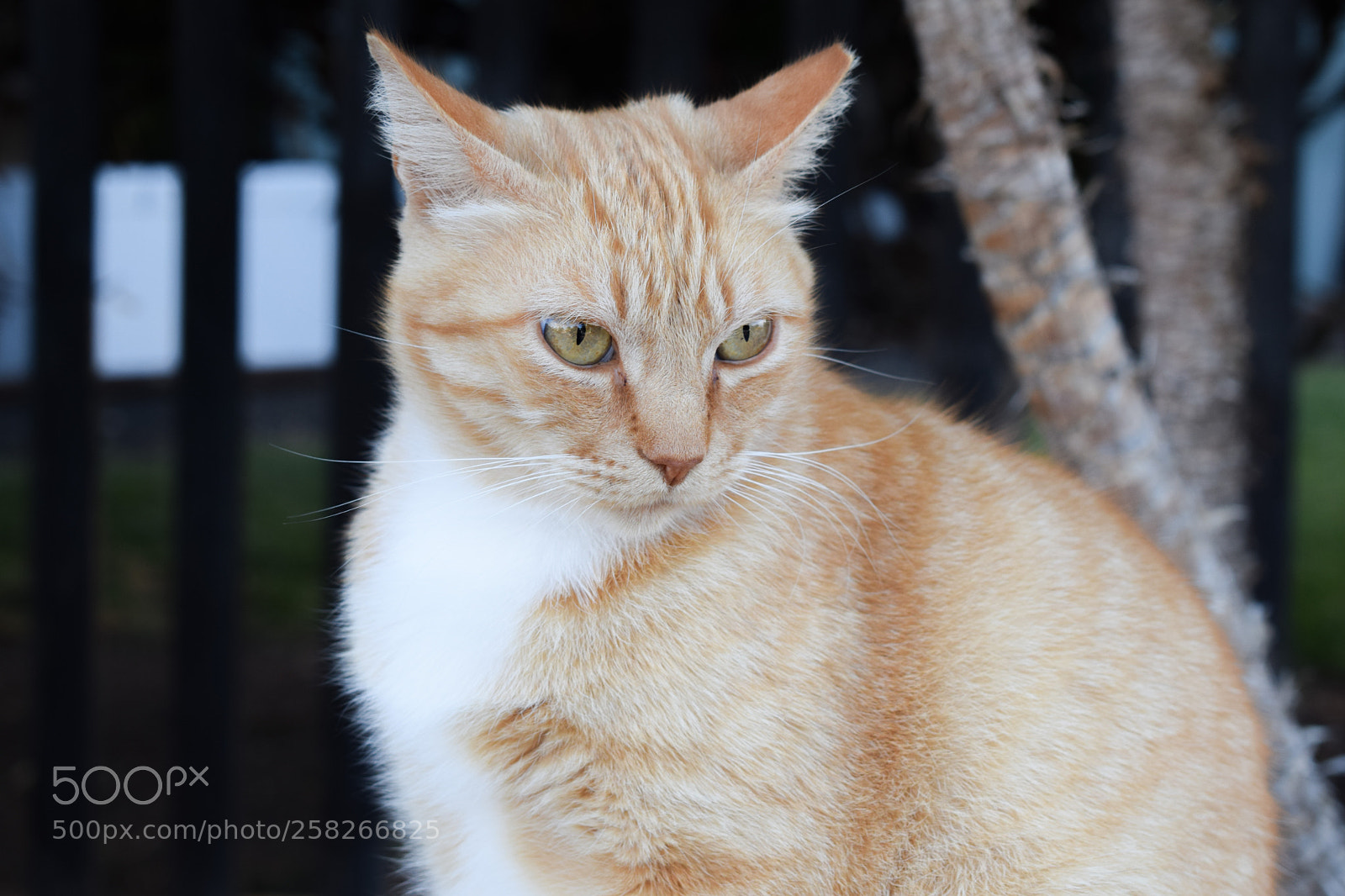 Nikon D5300 sample photo. Just a cat photography