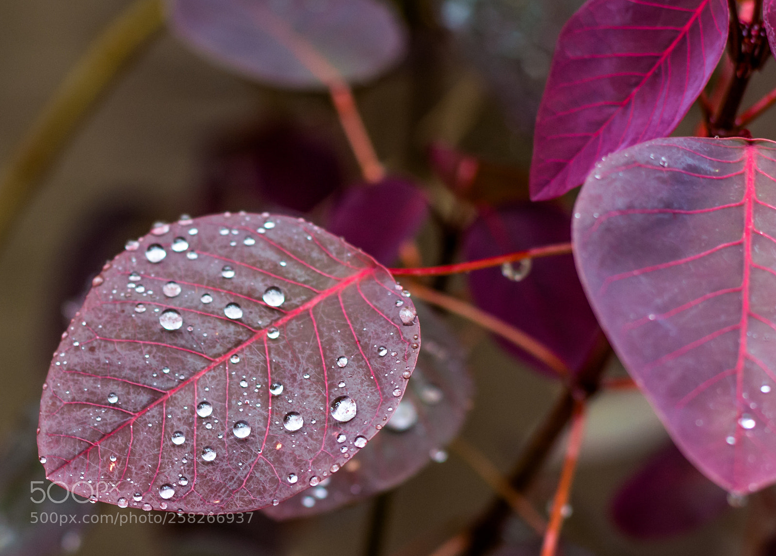 Nikon D5200 sample photo. The dew of little photography