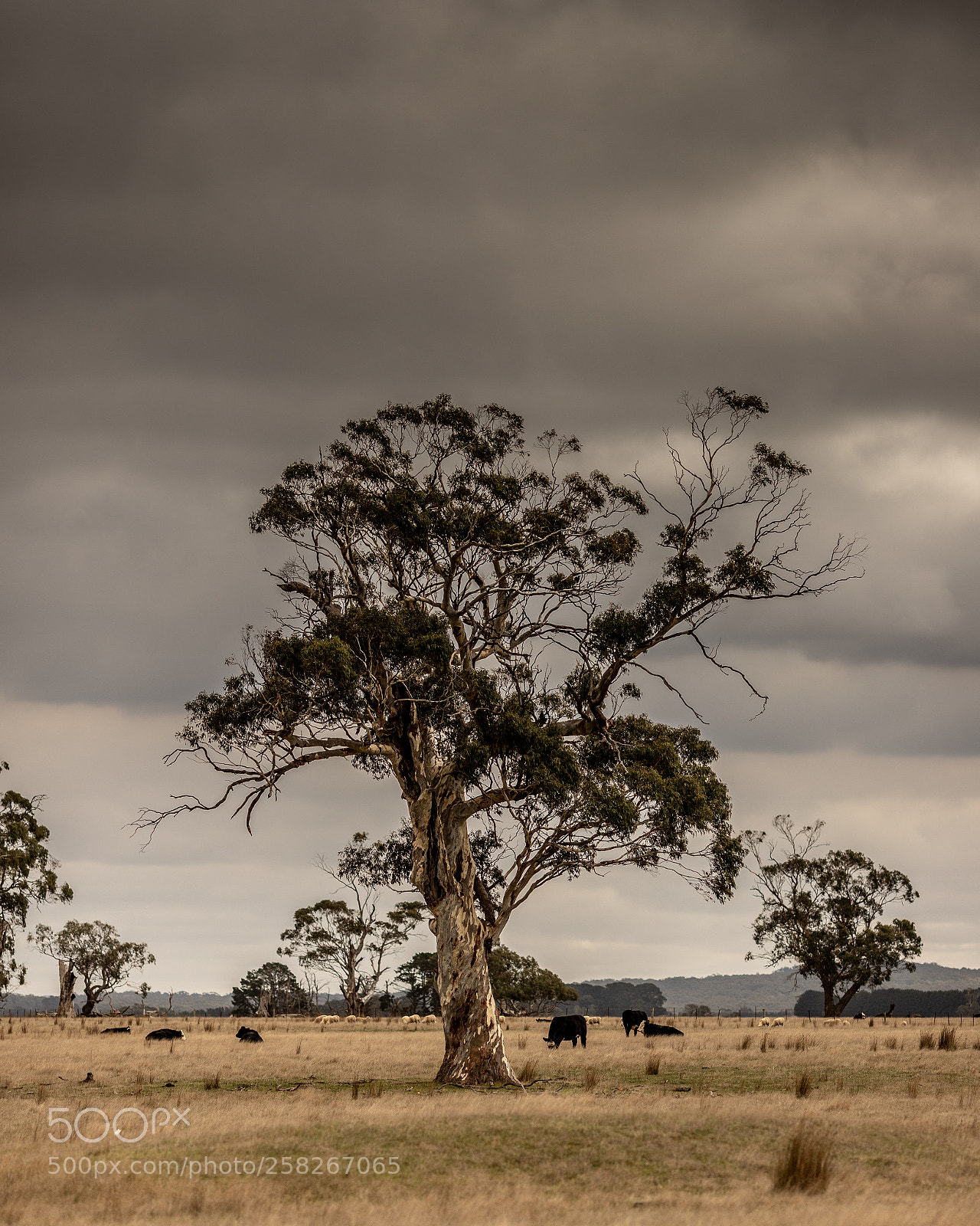 Canon EOS 6D Mark II sample photo. Grassland tree photography