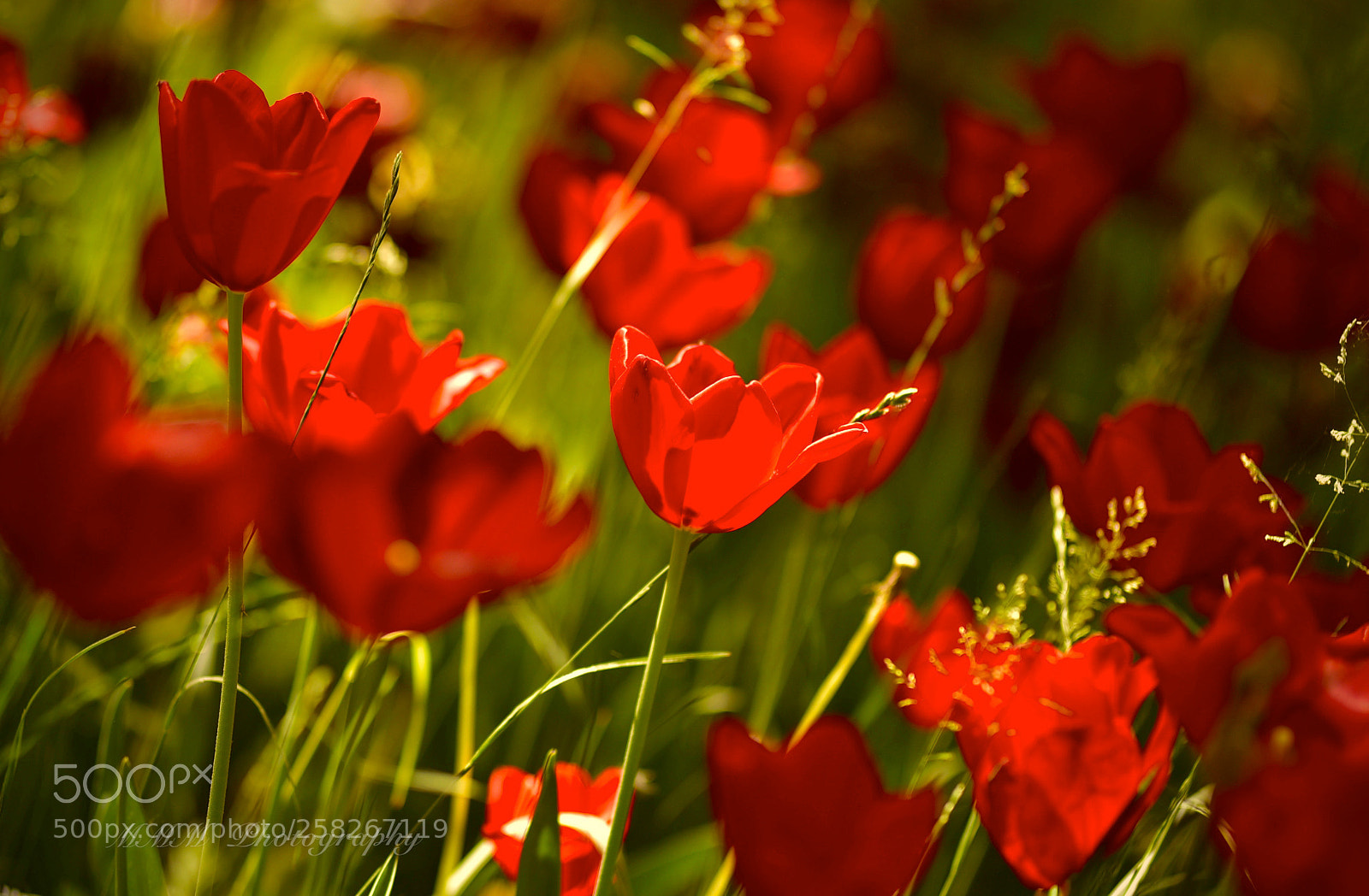 Nikon D750 sample photo. Tulips of love.jpg photography