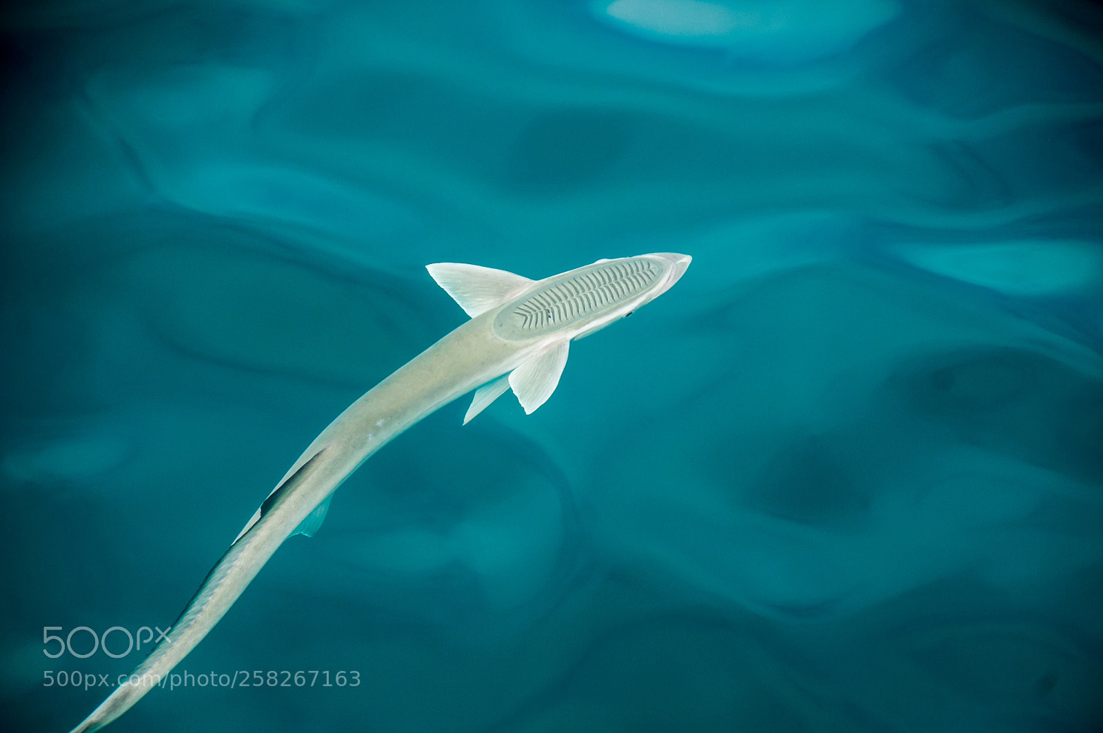 Nikon D300 sample photo. Remora fish in the photography