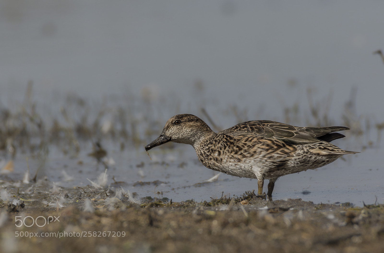 Nikon D7200 sample photo. Female common teal anas photography
