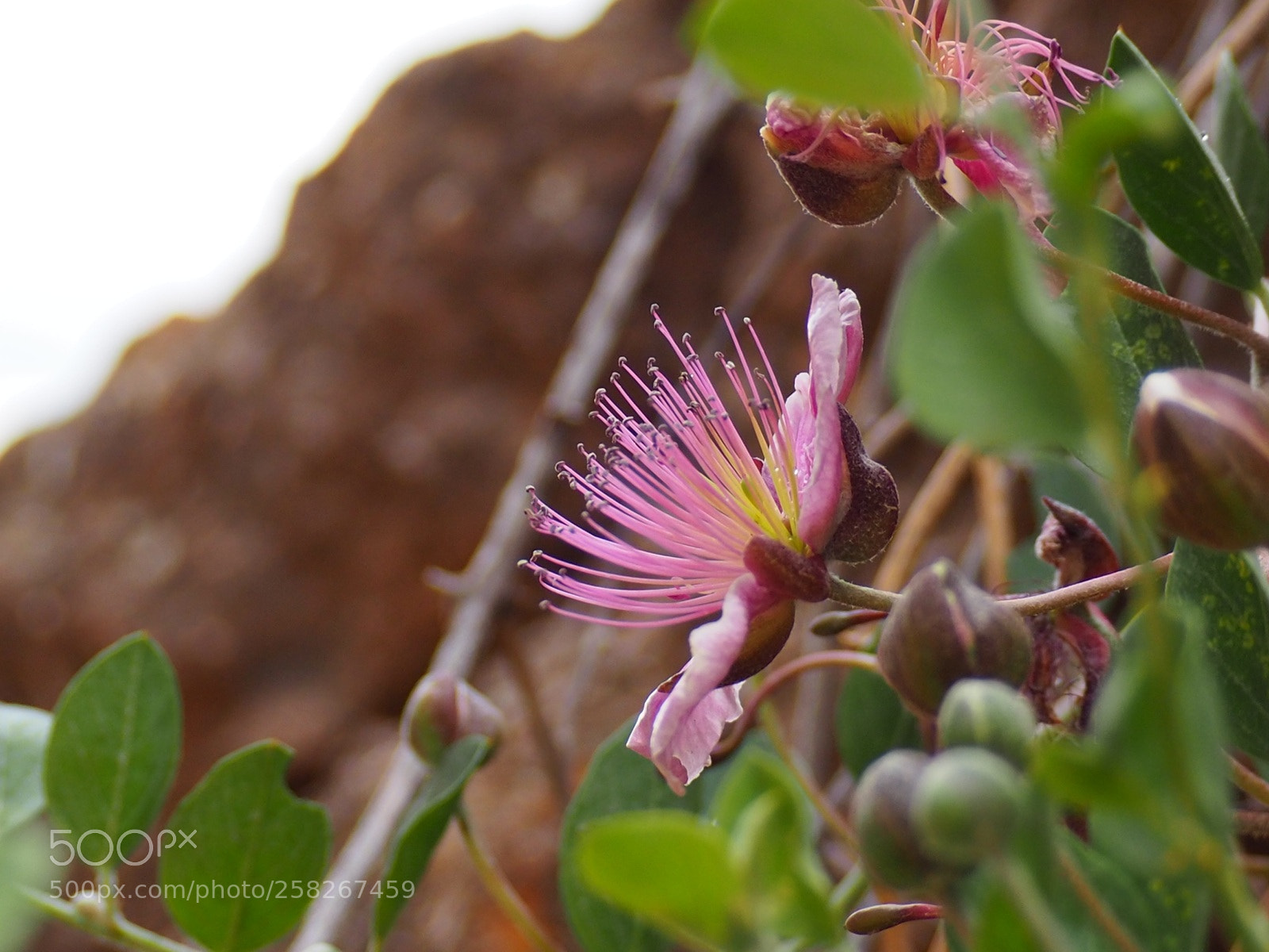 Olympus OM-D E-M10 II sample photo. Florescence photography