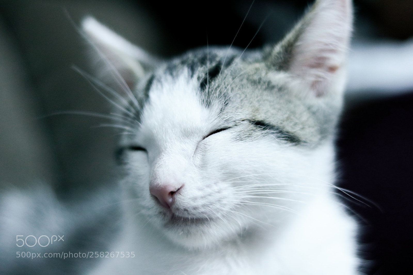 Canon EOS 750D (EOS Rebel T6i / EOS Kiss X8i) sample photo. Close the cat photography