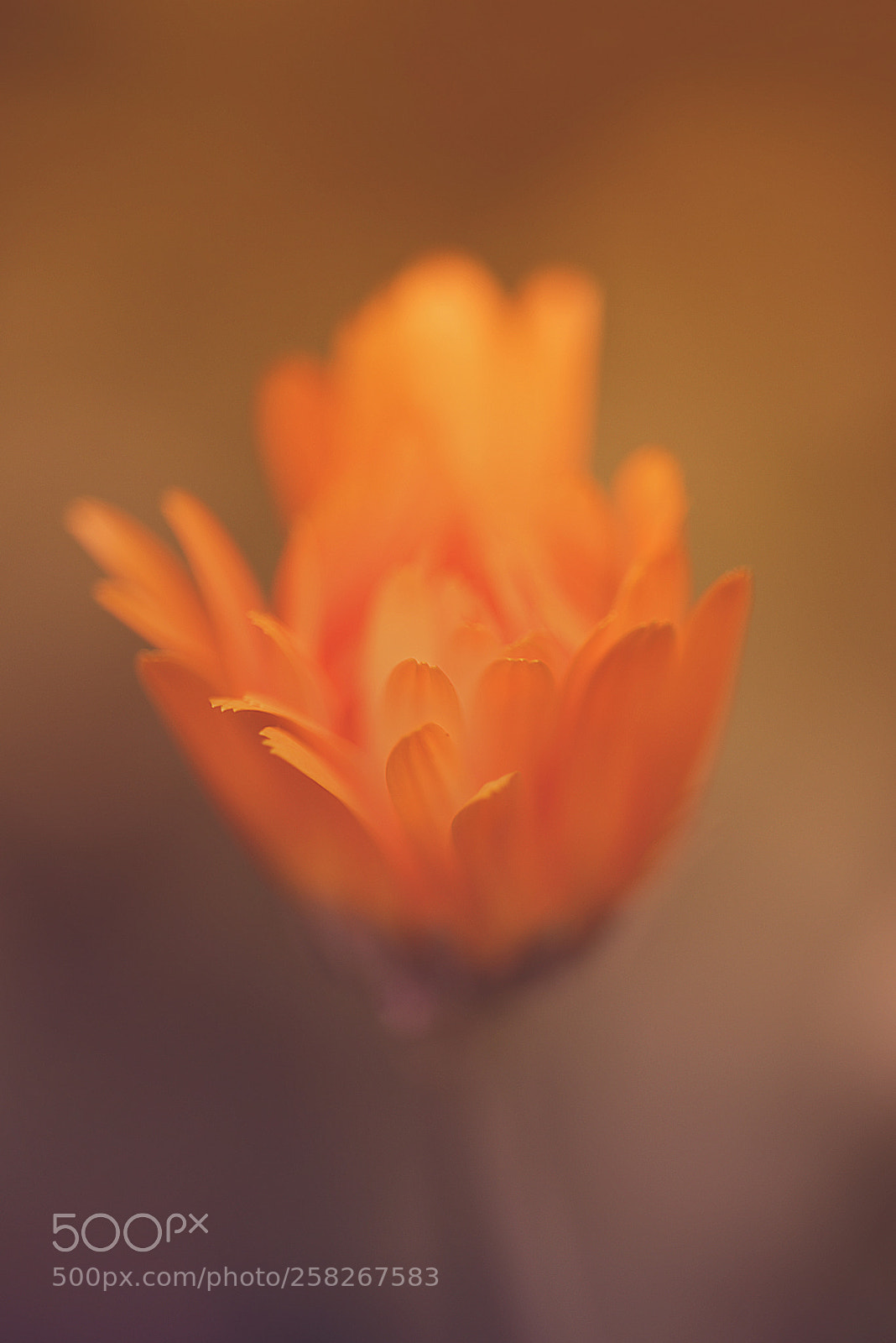 Nikon D750 sample photo. Margherita chiusa al tramonto photography