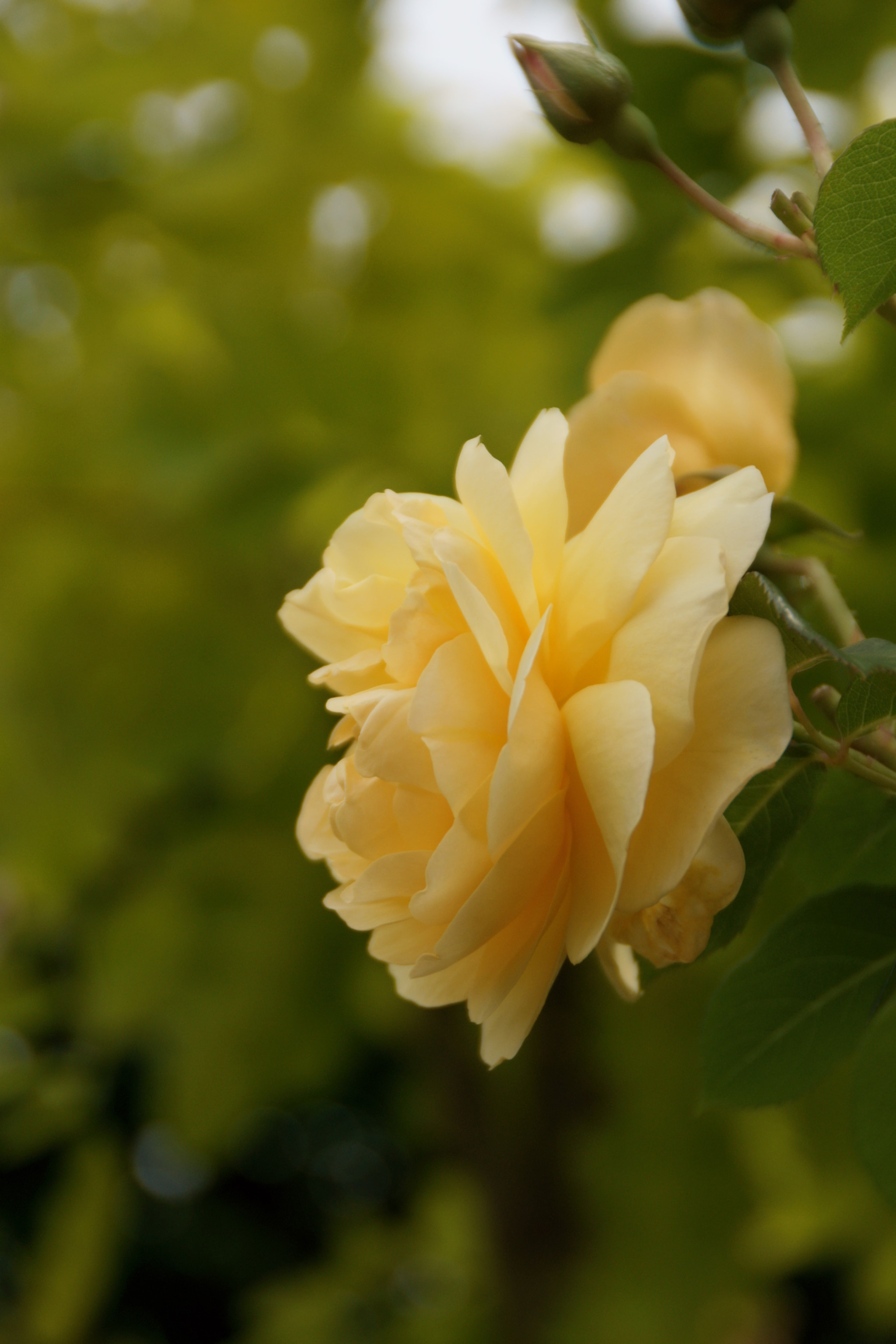 Sony DT 18-200mm F3.5-6.3 sample photo. 黄色い薔薇は、 photography
