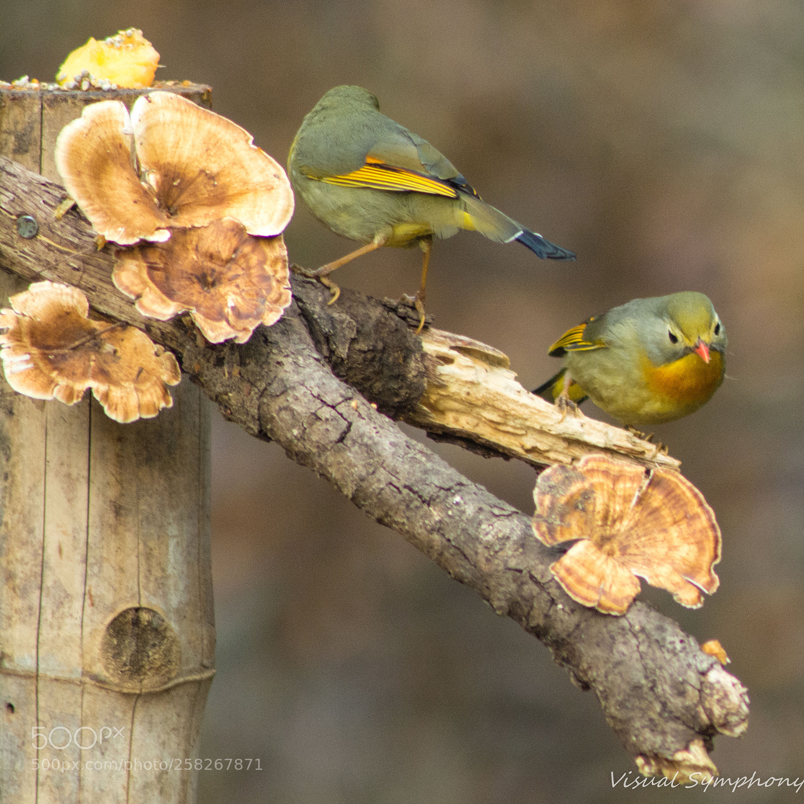 Nikon D5200 sample photo. Red billed leiothrix photography