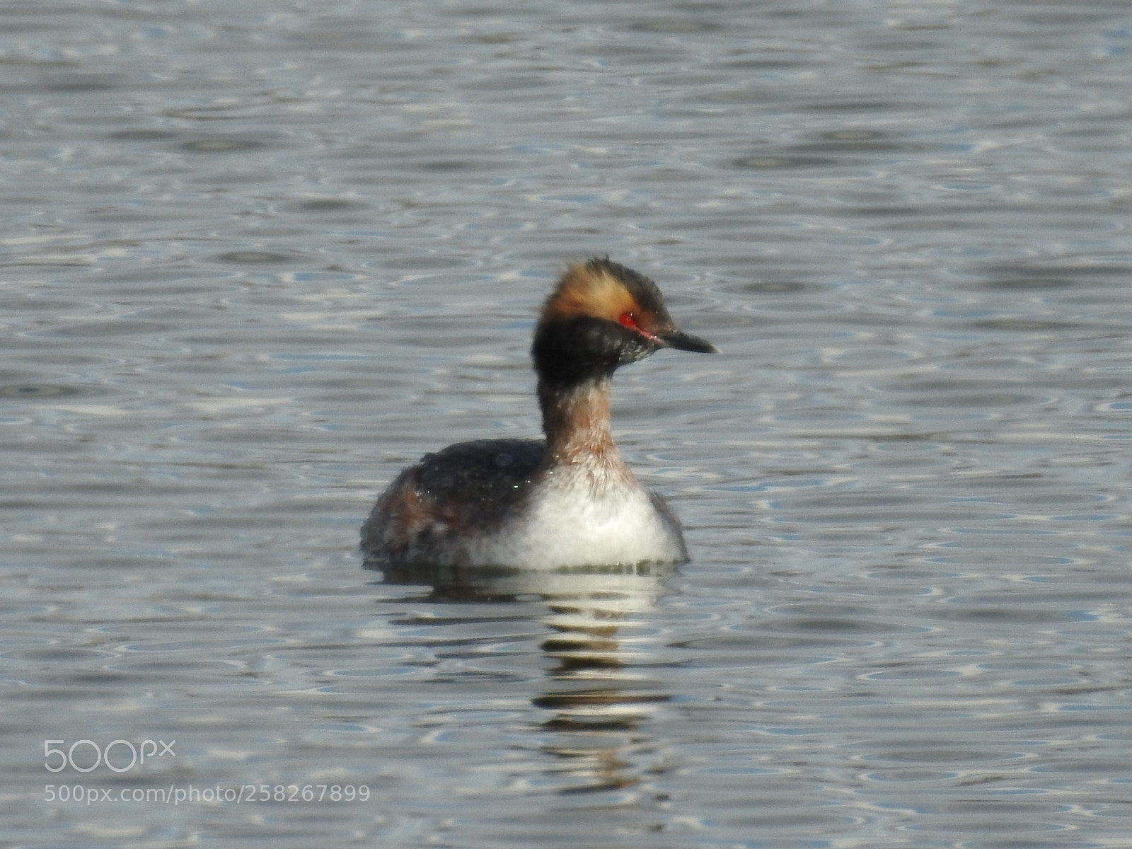 Nikon Coolpix P900 sample photo. Crested grebe photography