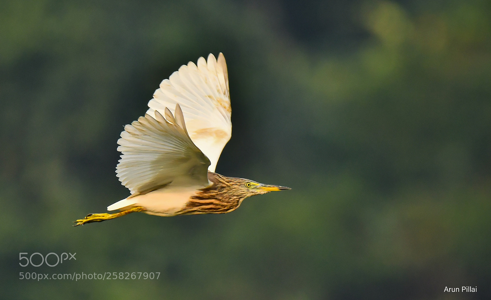 Nikon D500 sample photo. Indian pond heron photography