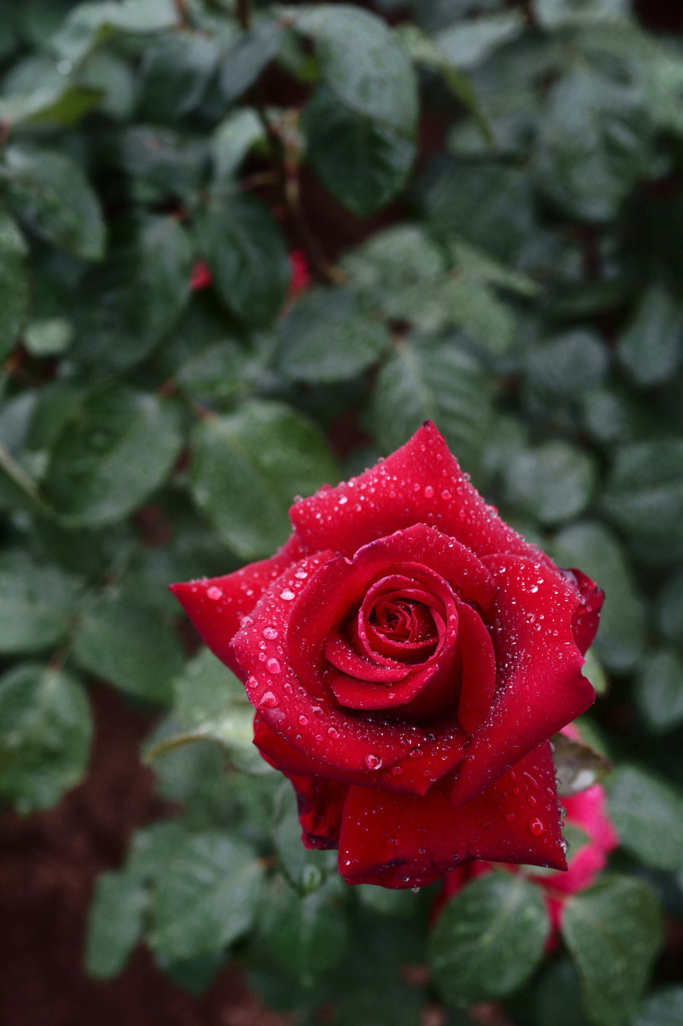 Sony Cyber-shot DSC-RX1 sample photo. Spring rose  photography