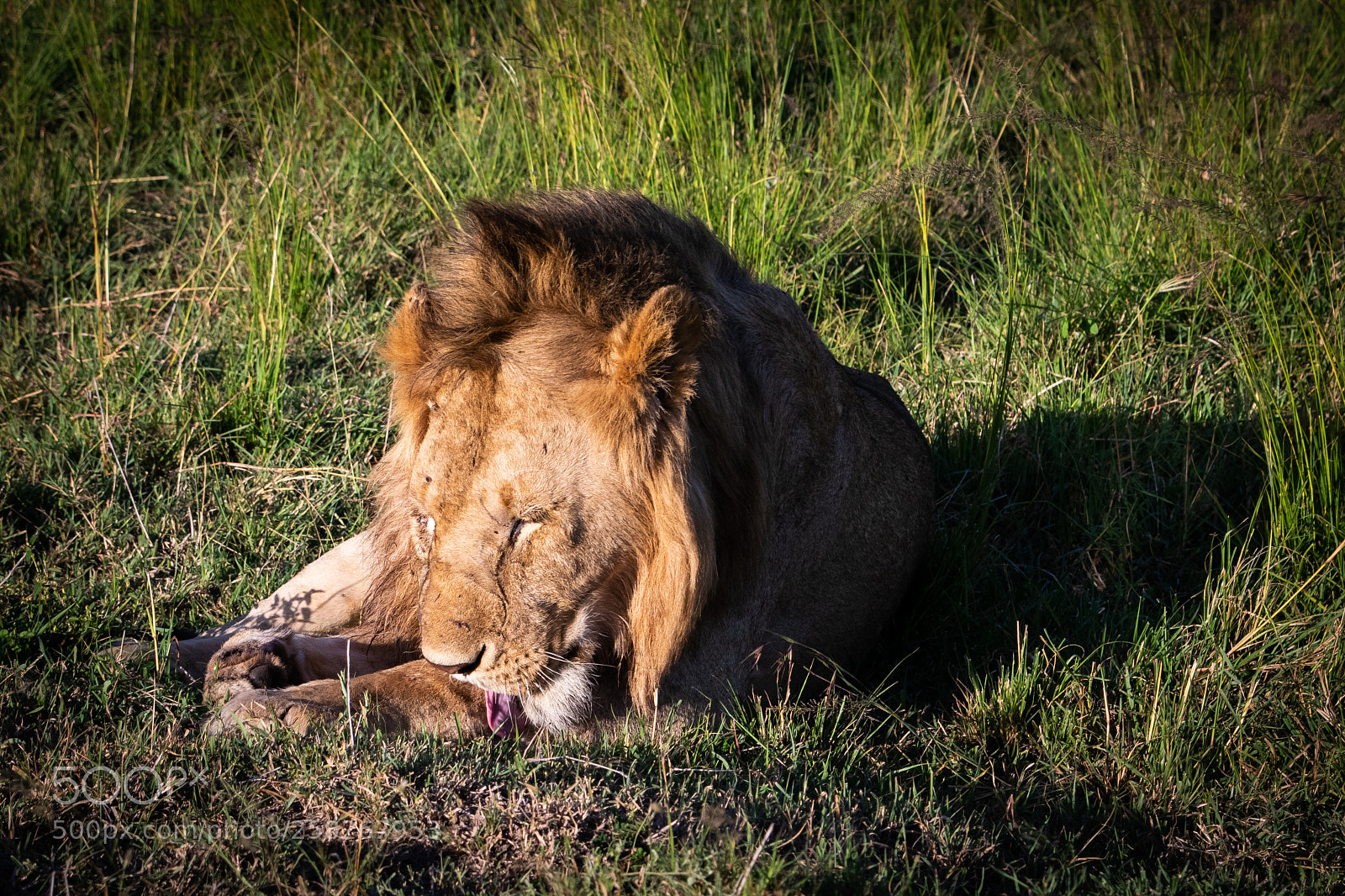 Nikon D5300 sample photo. Lazing in the afternoon photography