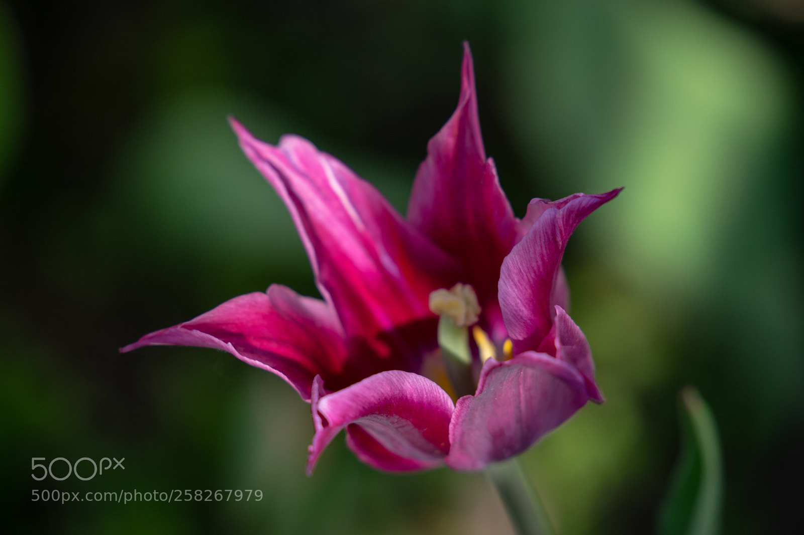 Sony a7 II sample photo. Purple tulips with beautiful photography
