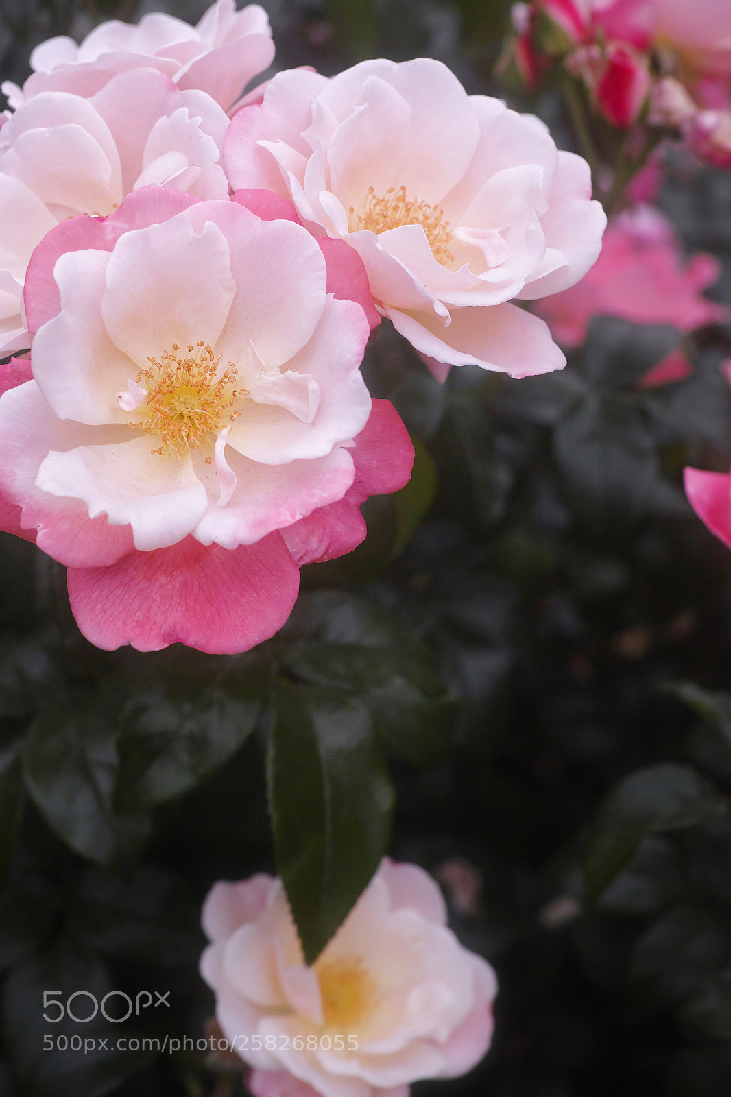 Sigma DP3 Merrill sample photo. Spring rose  photography